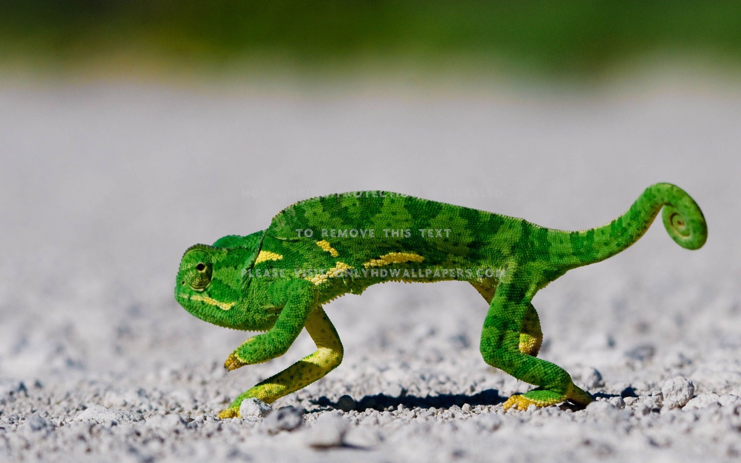 Animals chameleons rocks lizards