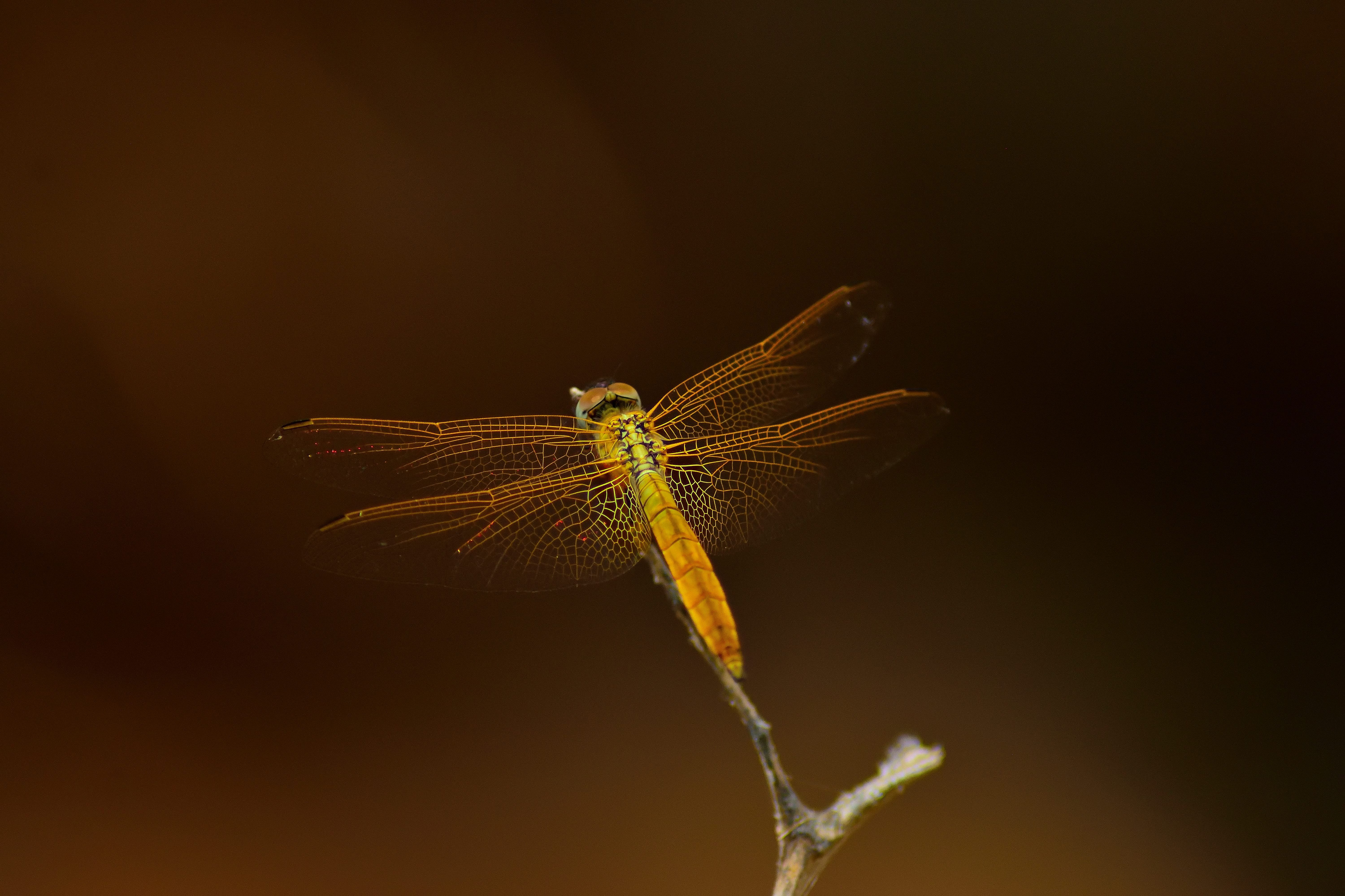 Golden Dragonfly (Photo credit to Indiaramakrishnan Nataraj) 6000