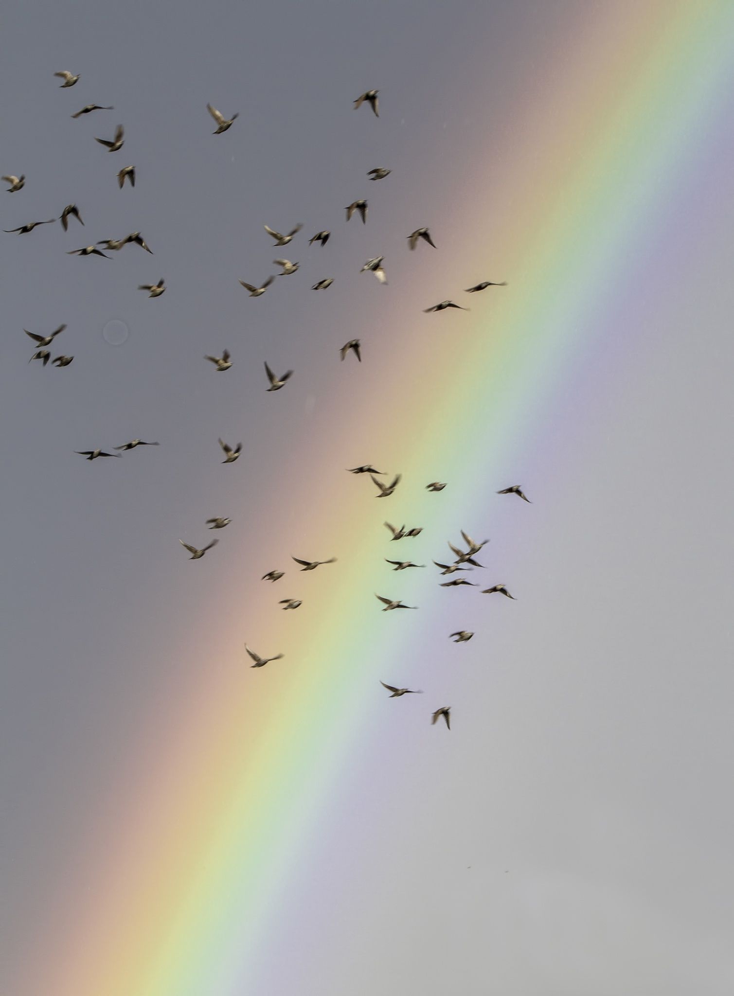 Sky Bird Rainbow HD Wallpapers Wallpaper Cave