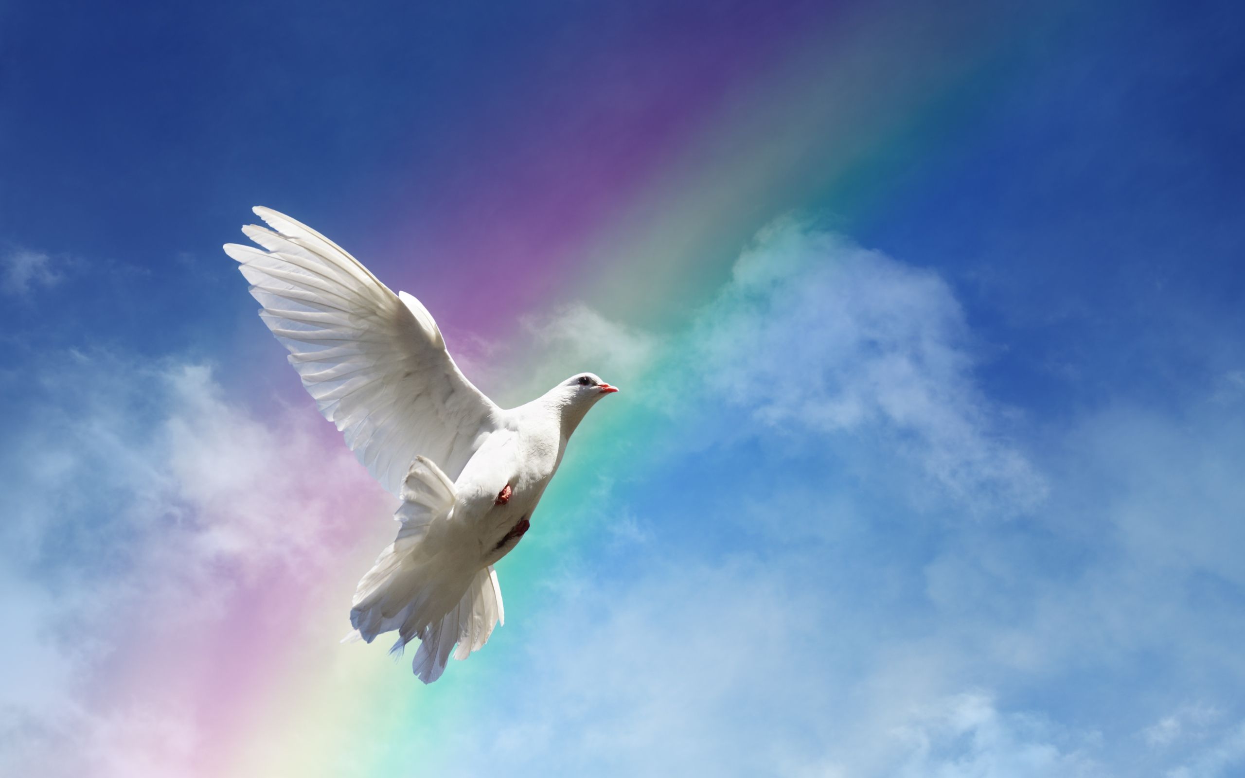 White dove on a blue sky background with a rainbow Desktop