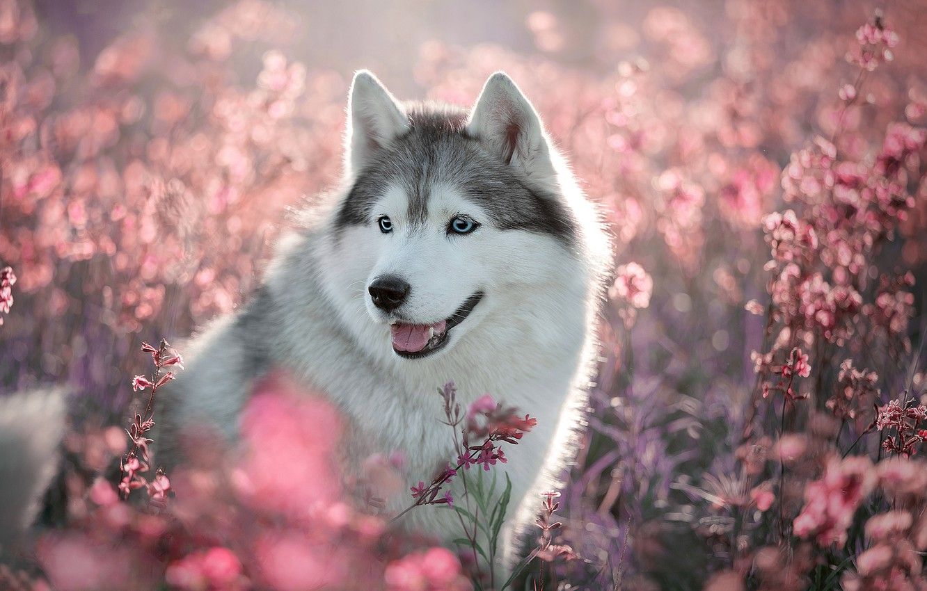 Wallpaper field, language, summer, look, light, flowers, nature, grey, glade, portrait, dog, cute, puppy, pink, face, husky image for desktop, section собаки