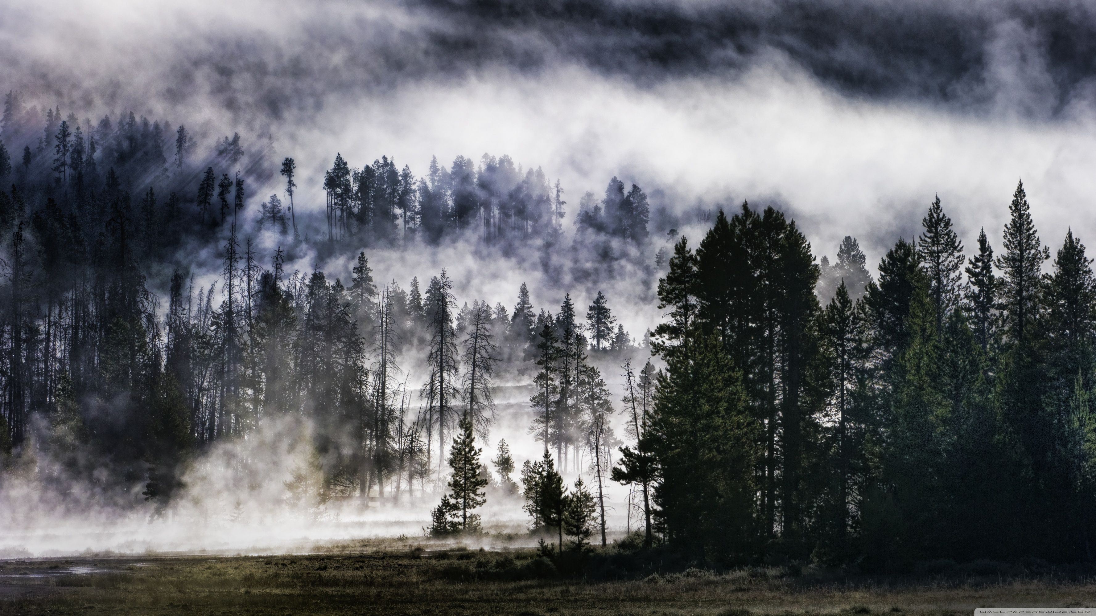 Ultra HD Foggy Forest