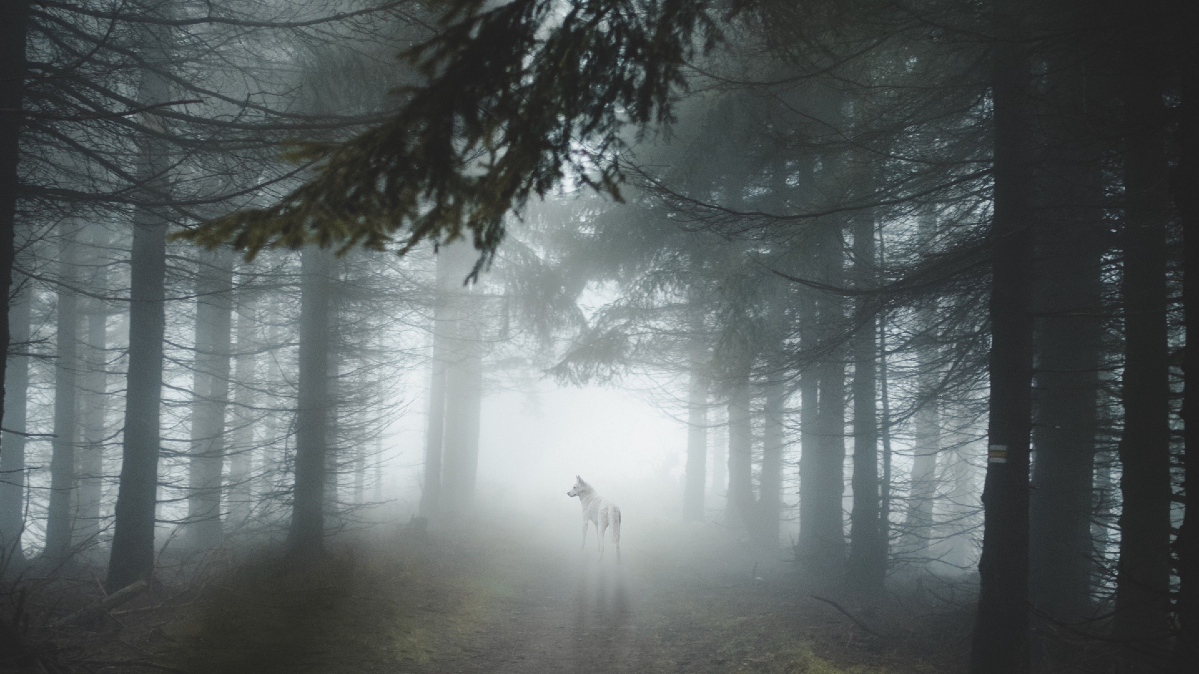 Wolf staring on a foggy forest HD Wallpaper 4K Ultra HD