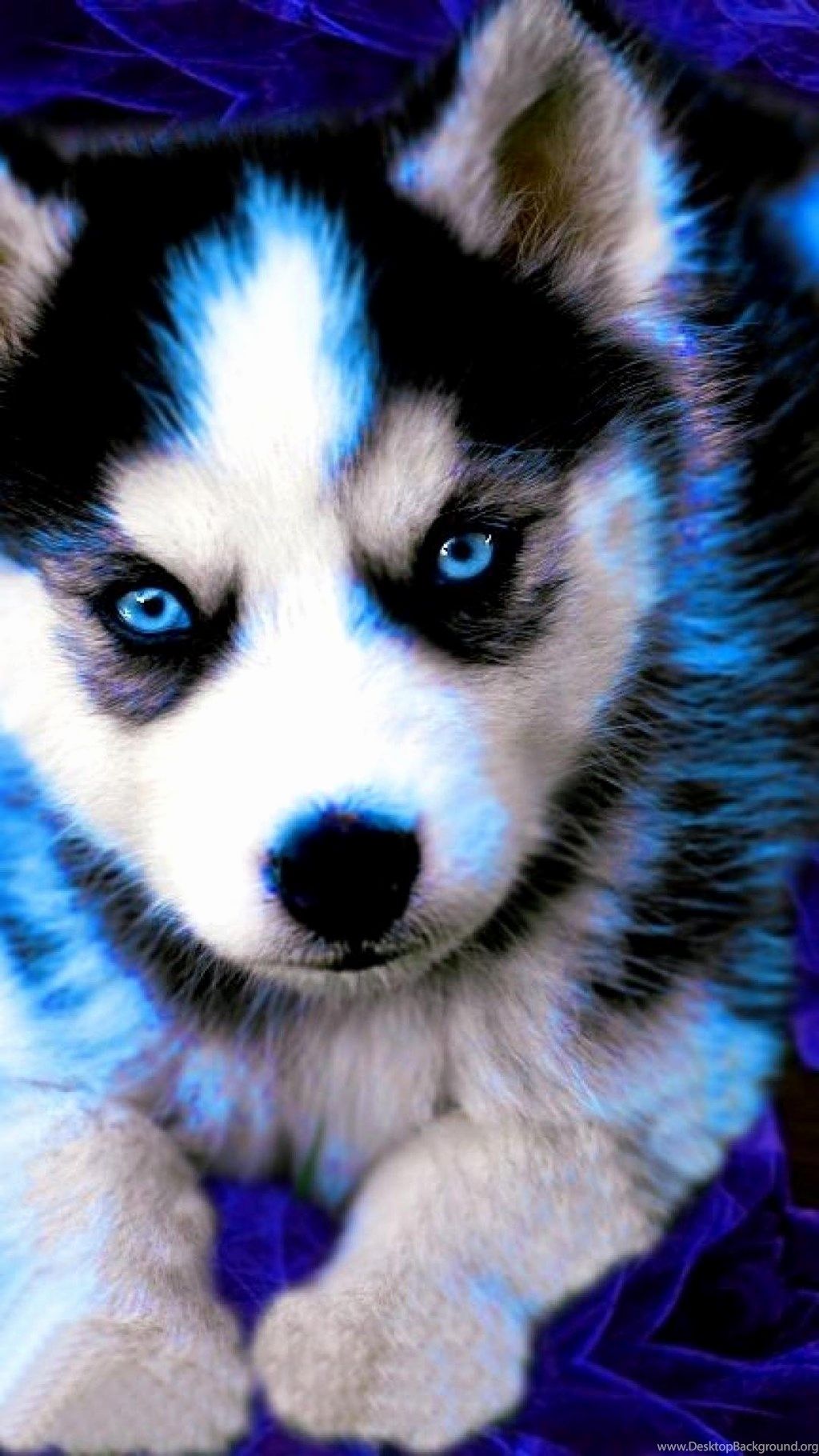 Husky Puppies Wallpapers  Top Free Husky Puppies Backgrounds   WallpaperAccess