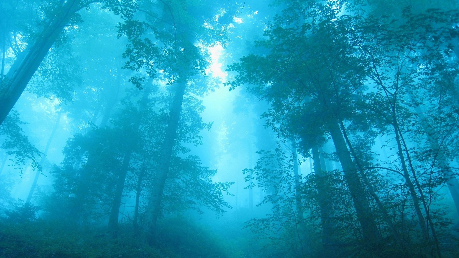 Blue Forest HD Nature Wallpaper. Foggy forest, Beautiful nature