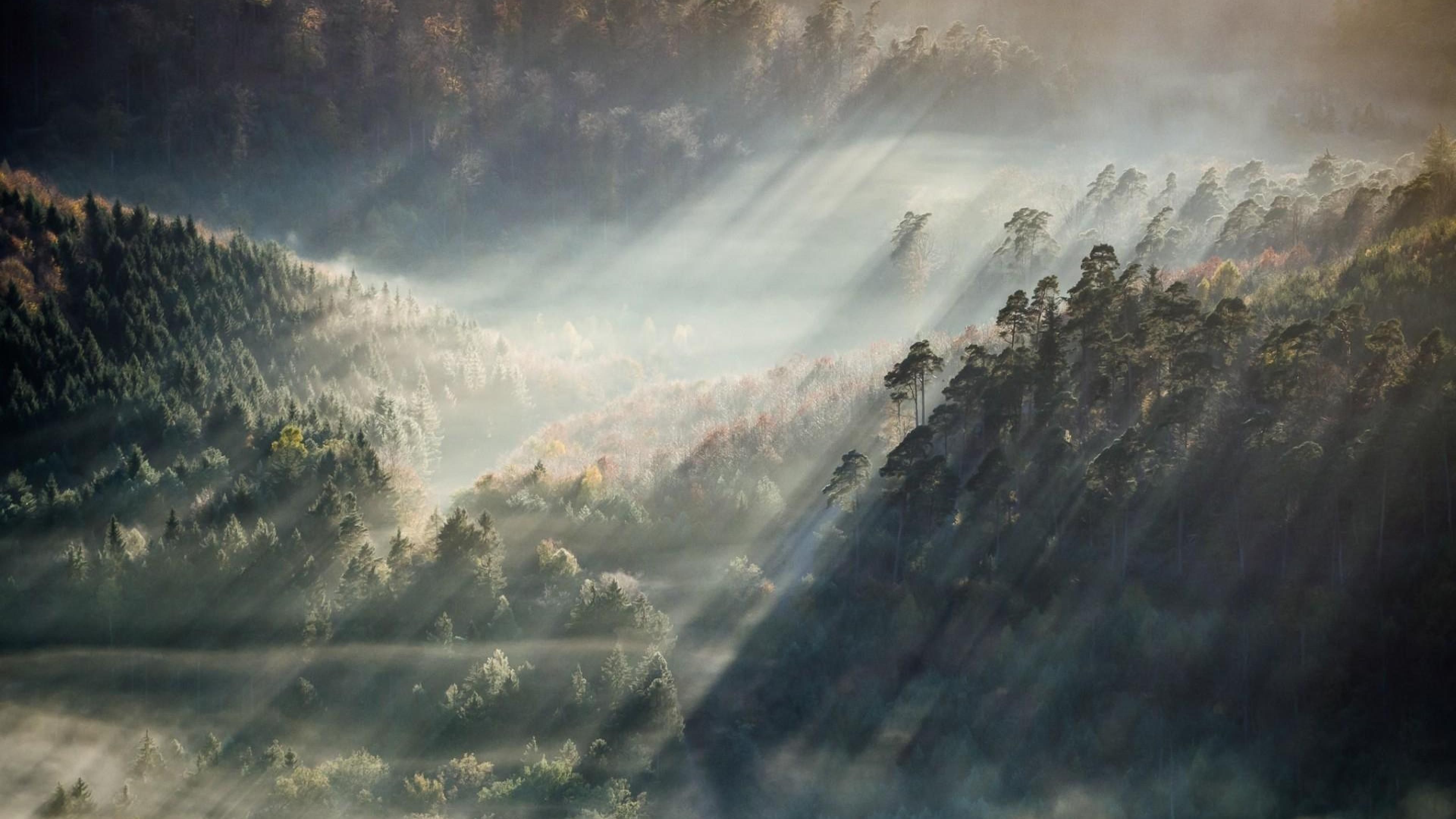 Foggy Forest Wallpaper HD