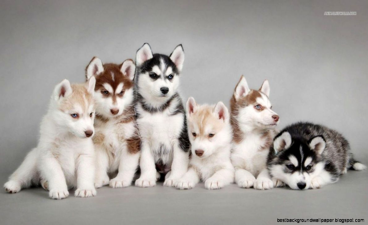 Siberian Husky Wallpaper Puppies