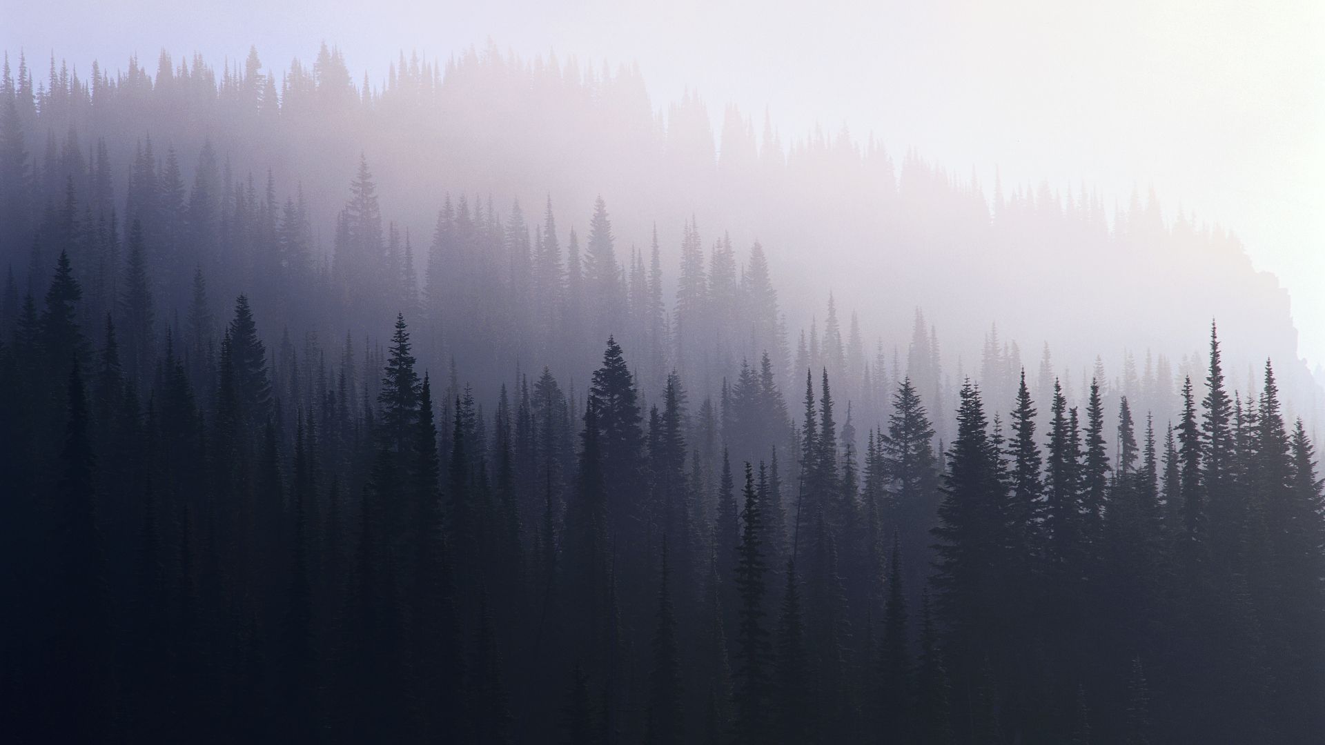 forest fog wallpaper