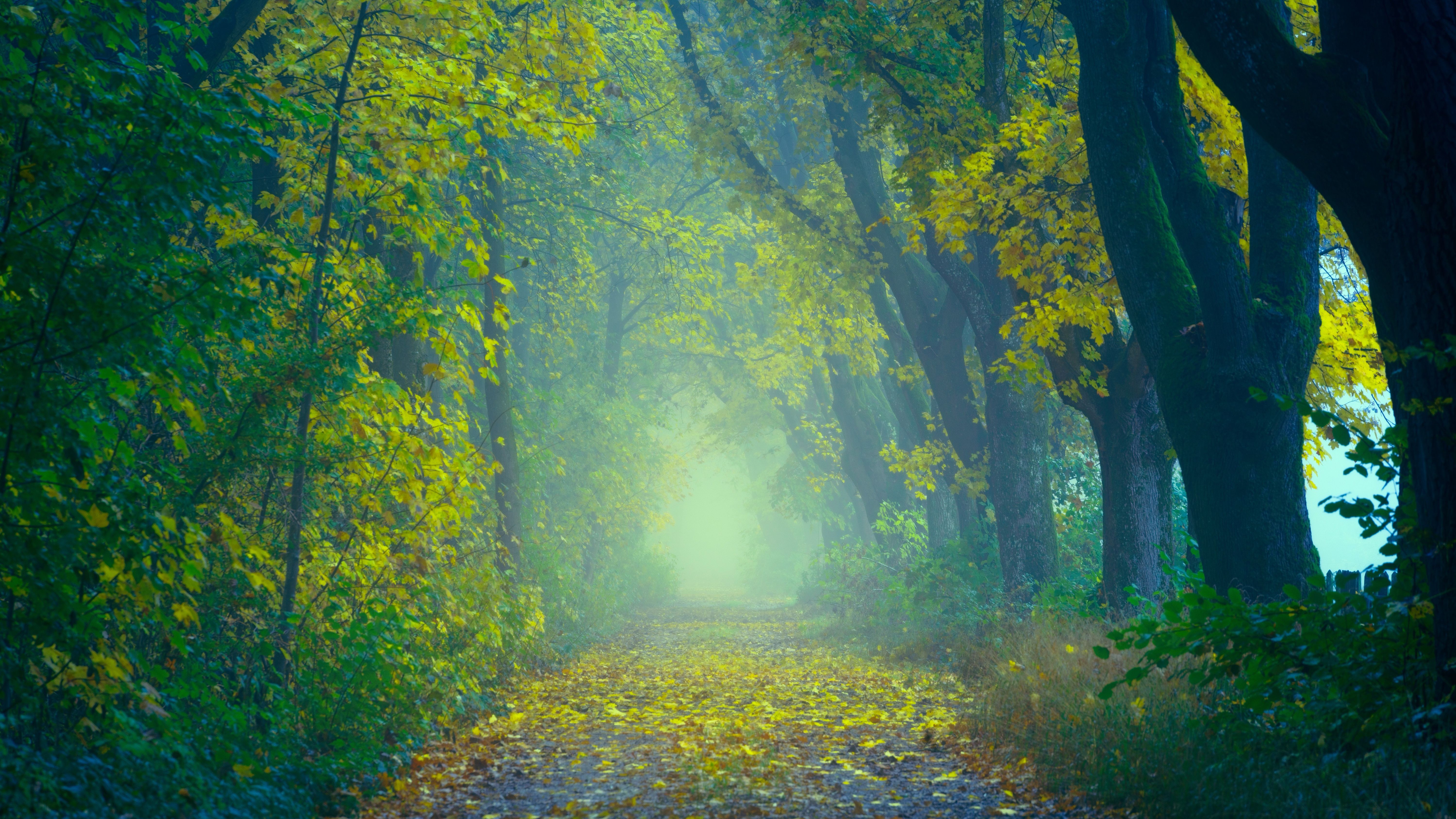 Autumn Foggy Forest 5k Retina Ultra HD Wallpaper. Background