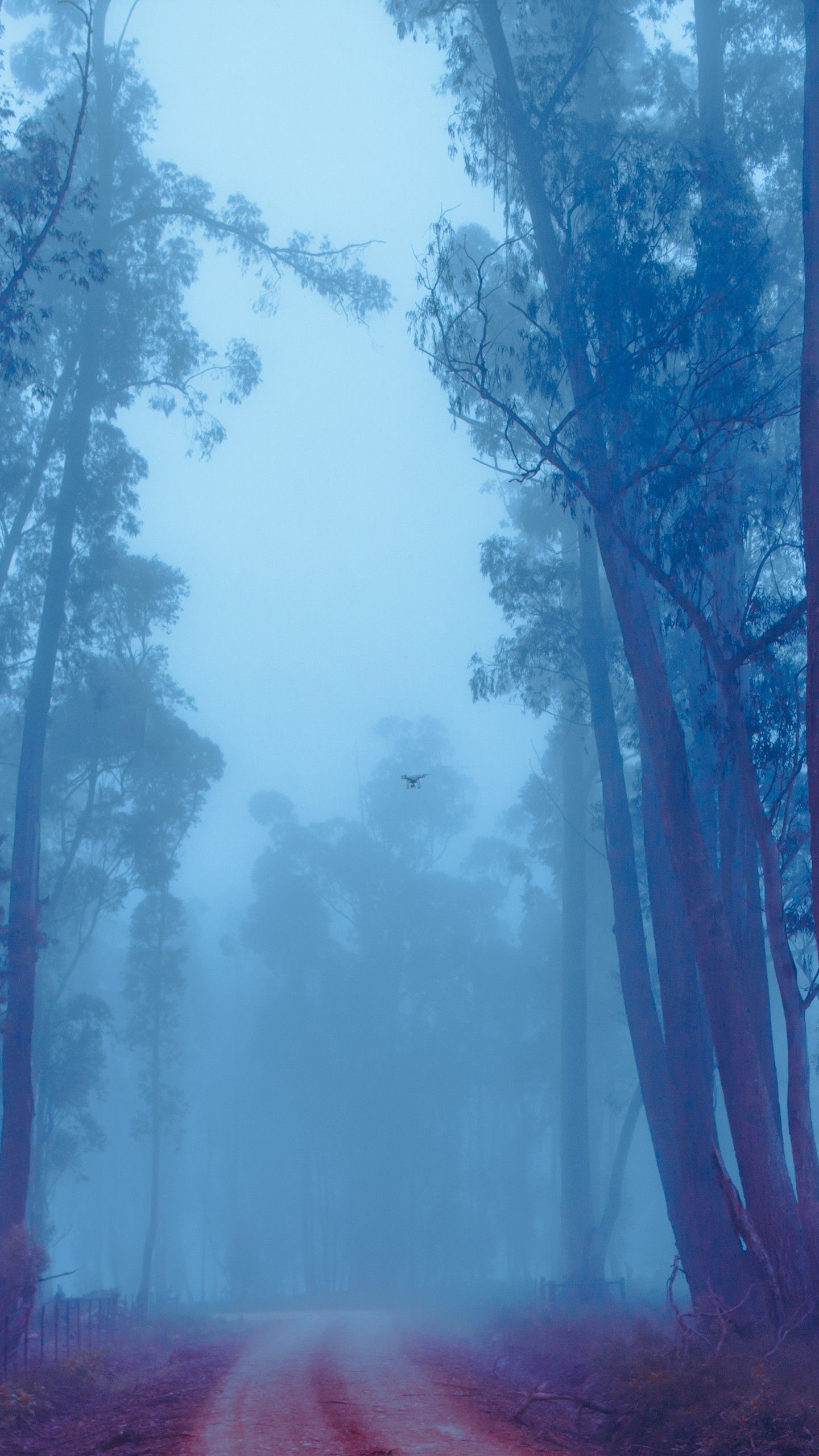 Foggy Forest 4K Wallpaper