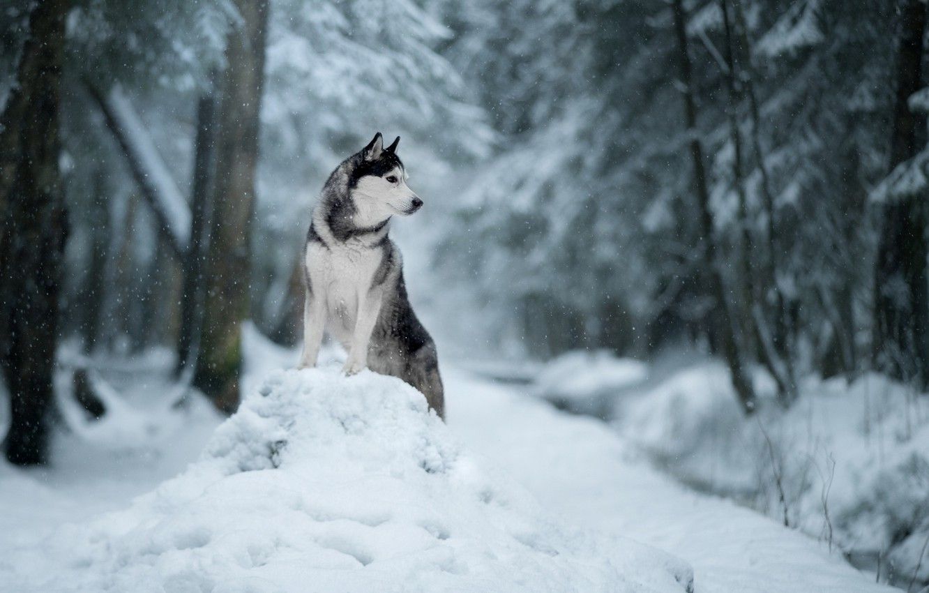 Husky Puppy Wallpapers  Wallpaper Cave