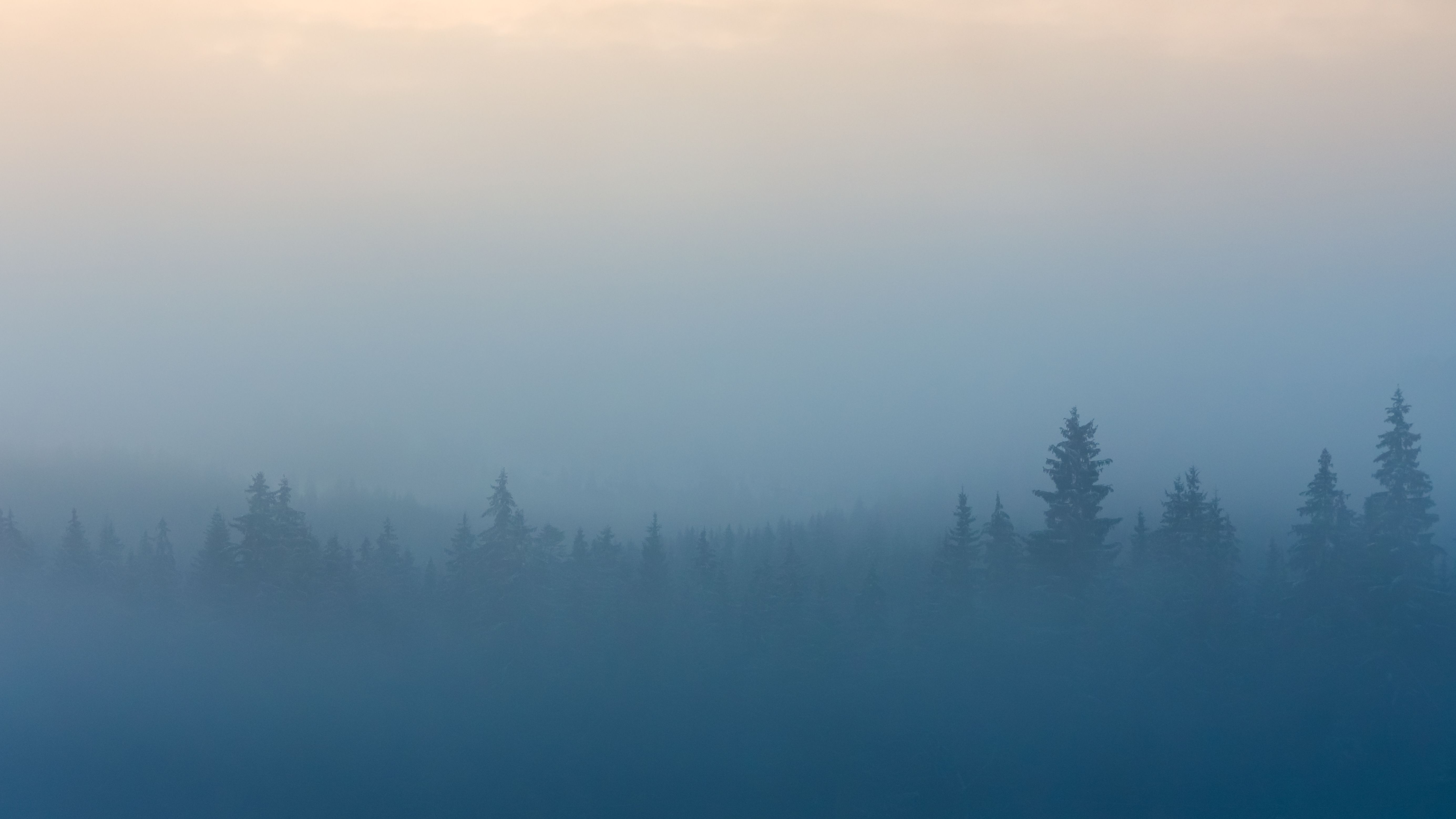 Misty Foggy Forest Wallpaper, HD Nature 4K Wallpaper, Image