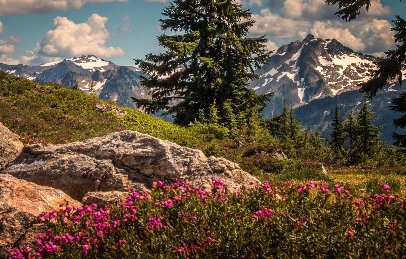 Wallpaper trees, flowers, mountains, ate, Washington, The cascade mountains, Washington State, Cascade Range image for desktop, section пейзажи