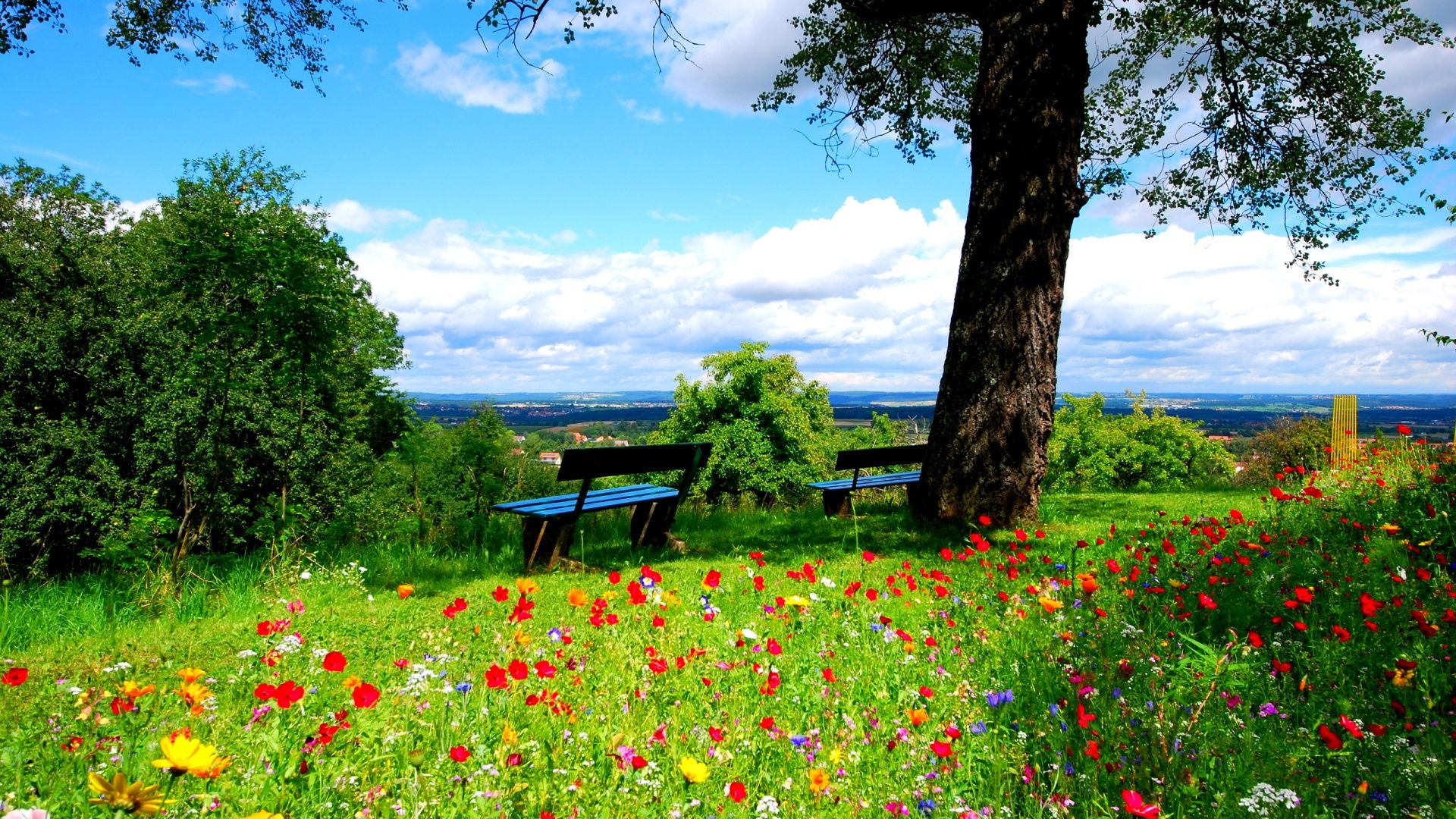 Crocus flowers on the meadow, bench, tree, summer