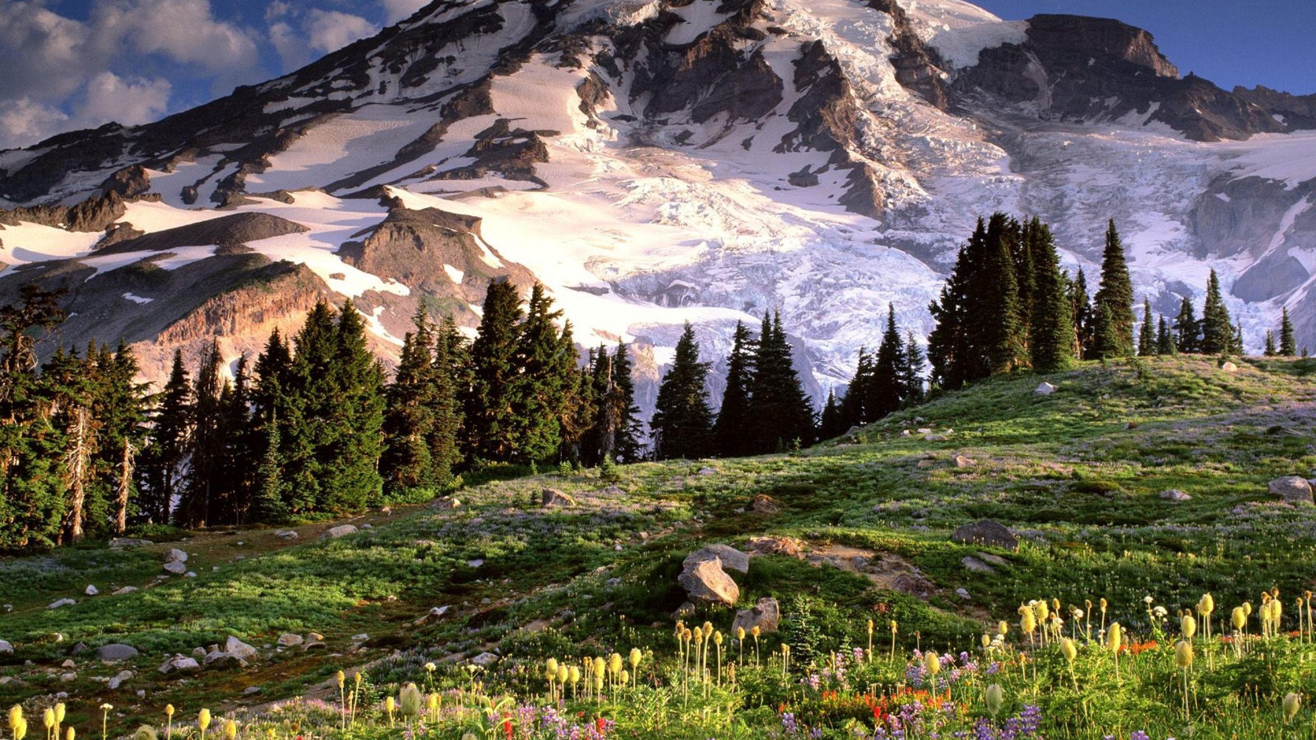 Download Wallpaper 2560x1440 Washington, Mountains, Glade, Flowers