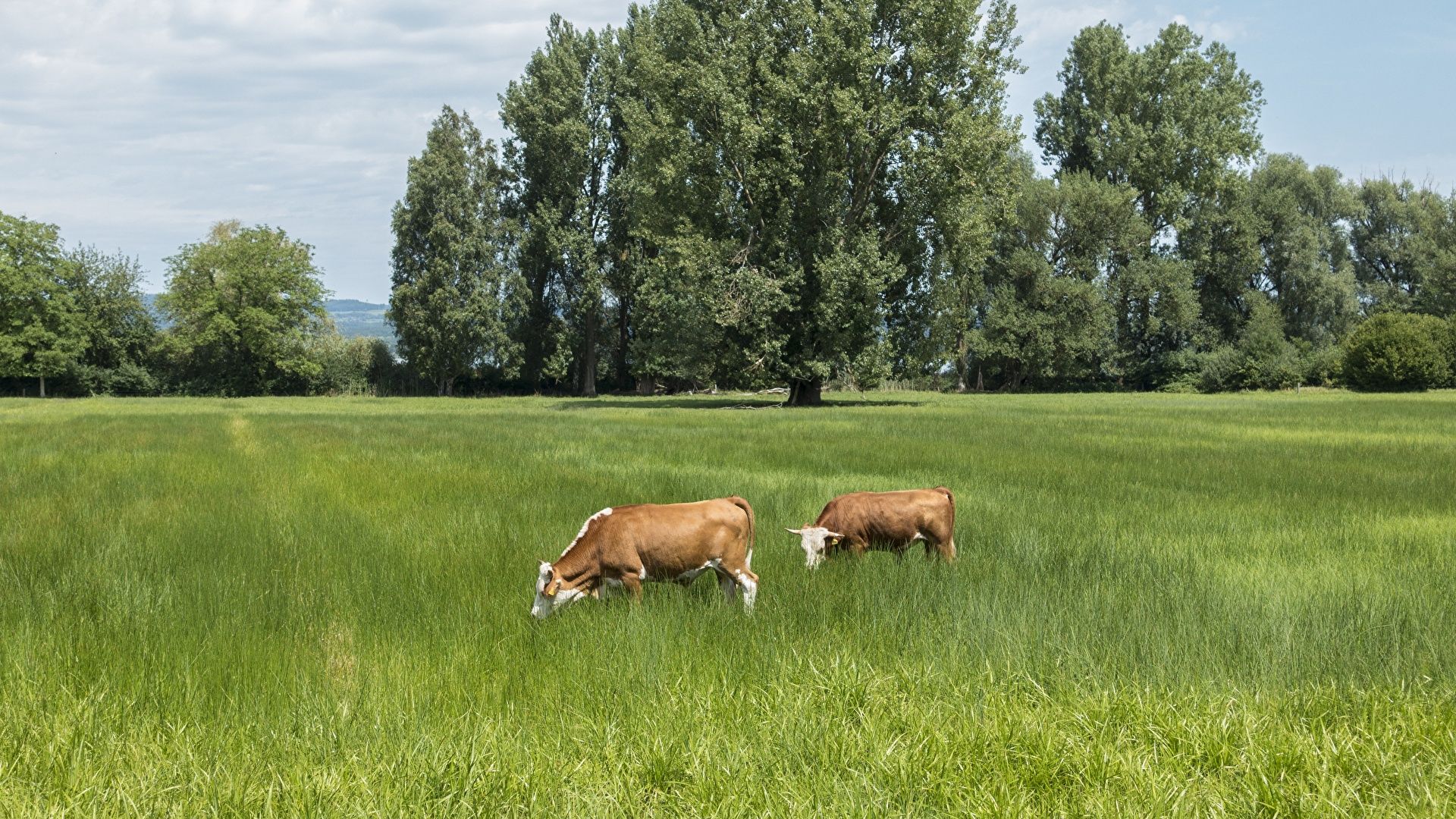Image Cow 2 Summer Meadow Grass Trees Animals 1920x1080