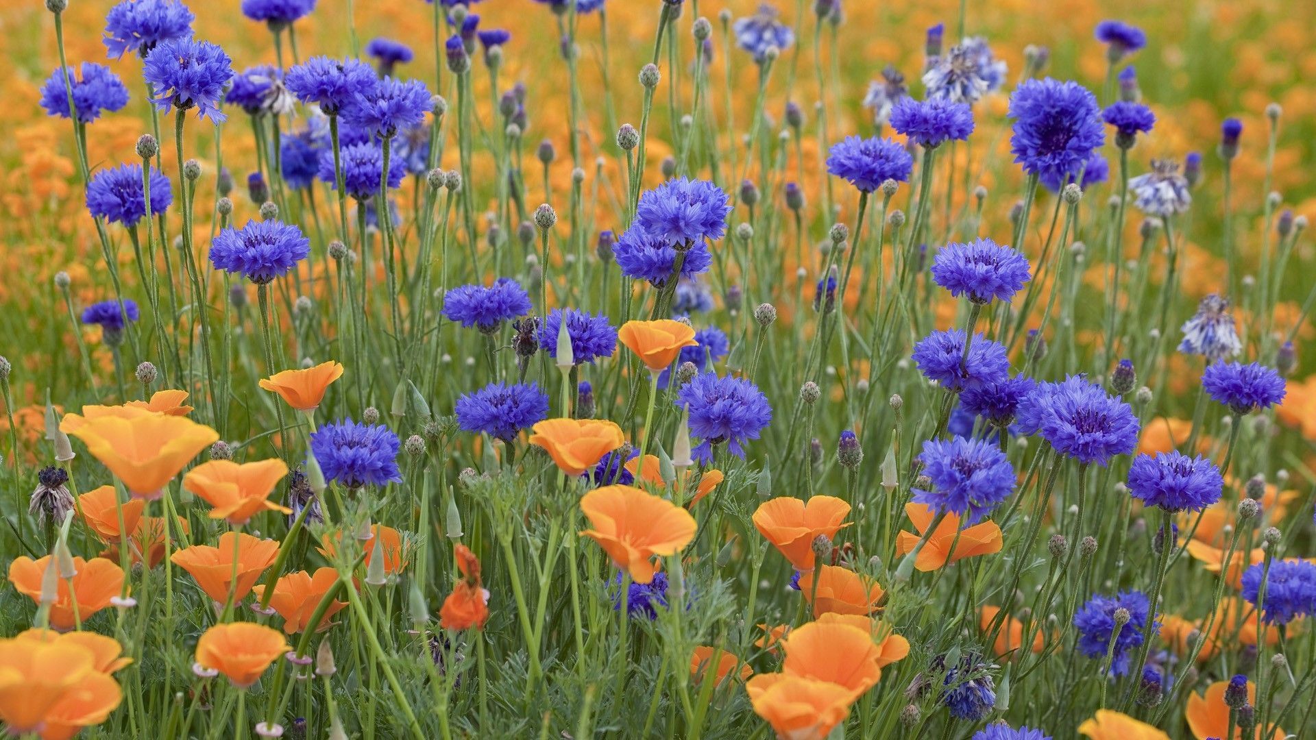 Summer Flowers Wallpaper For Desktop