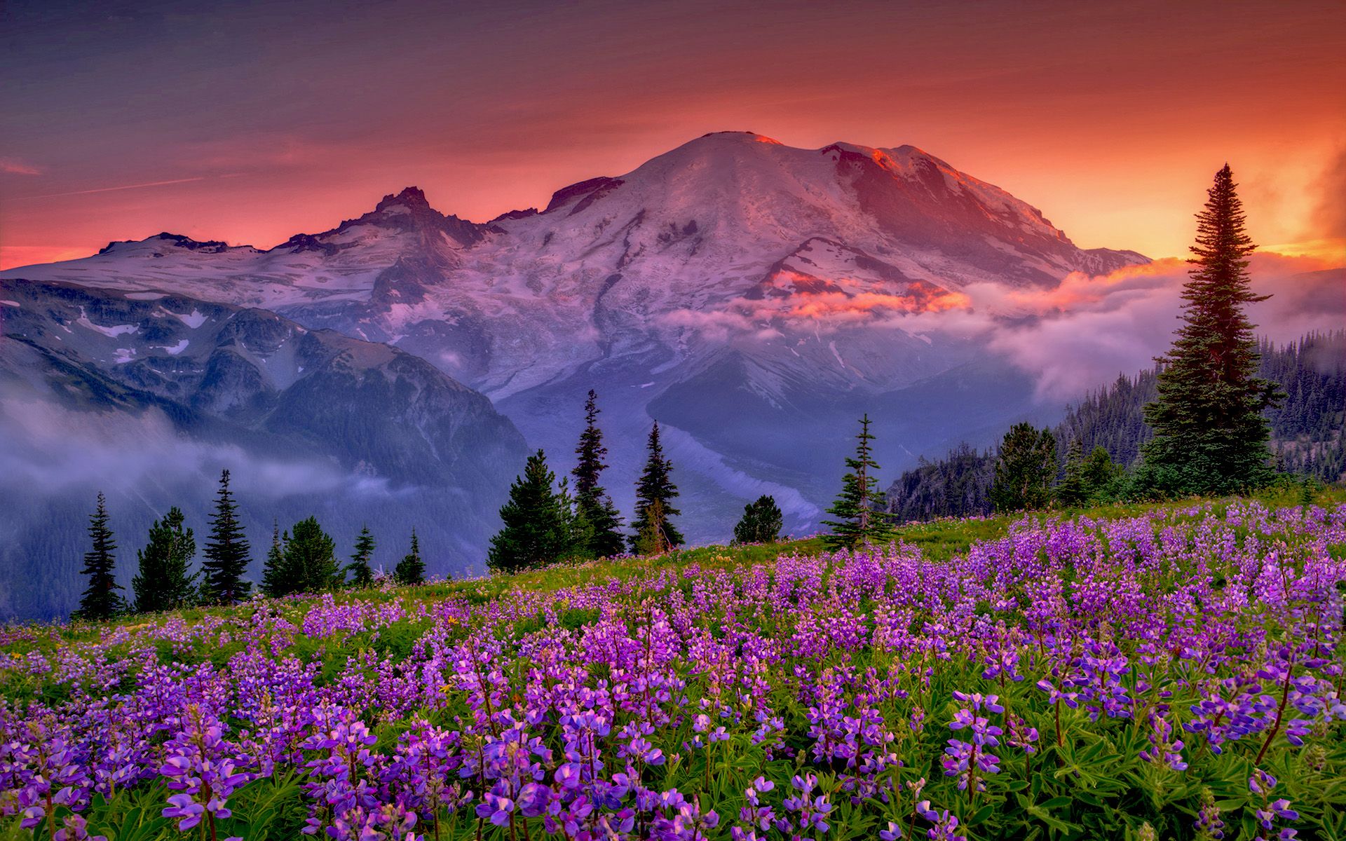 Sunset Mountain Flowers Rainier National Park Washington United
