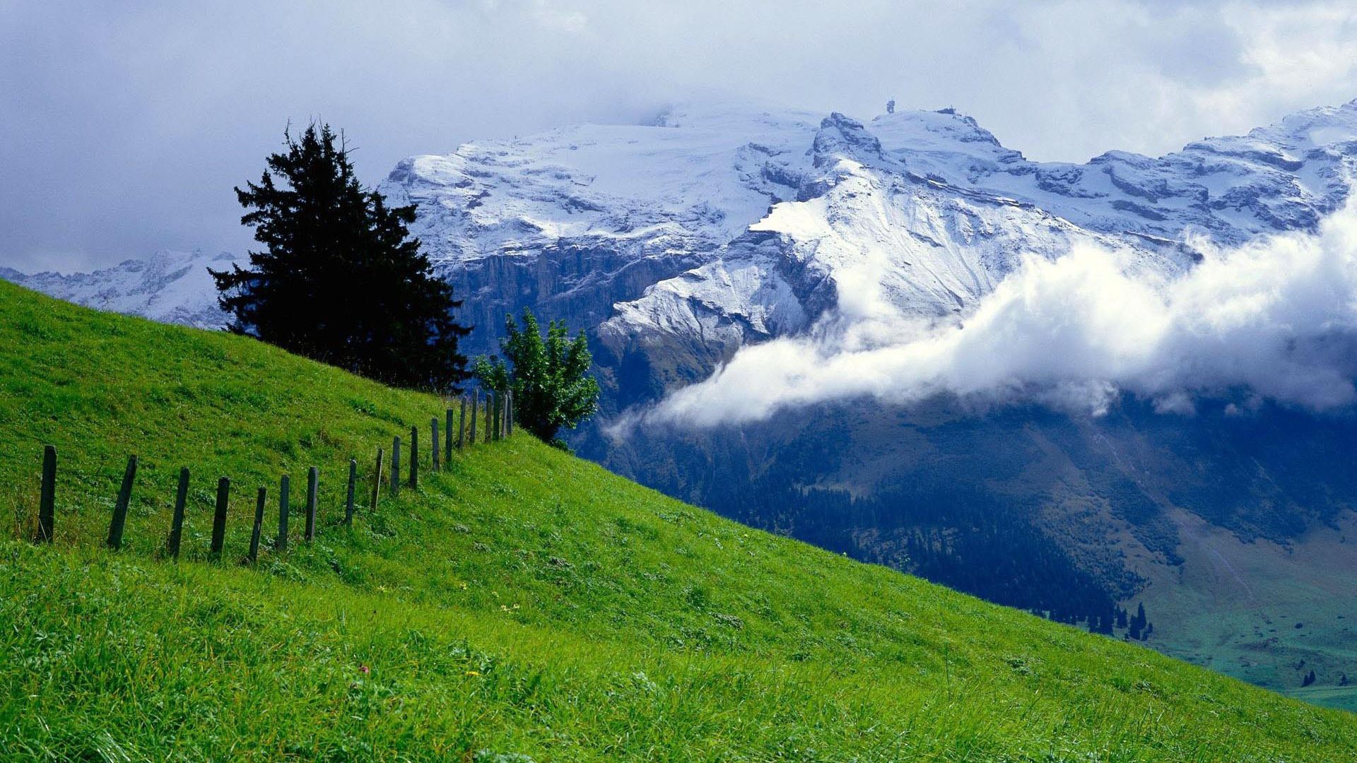 Summer meadow in the mountains Desktop wallpaper 1920x1080