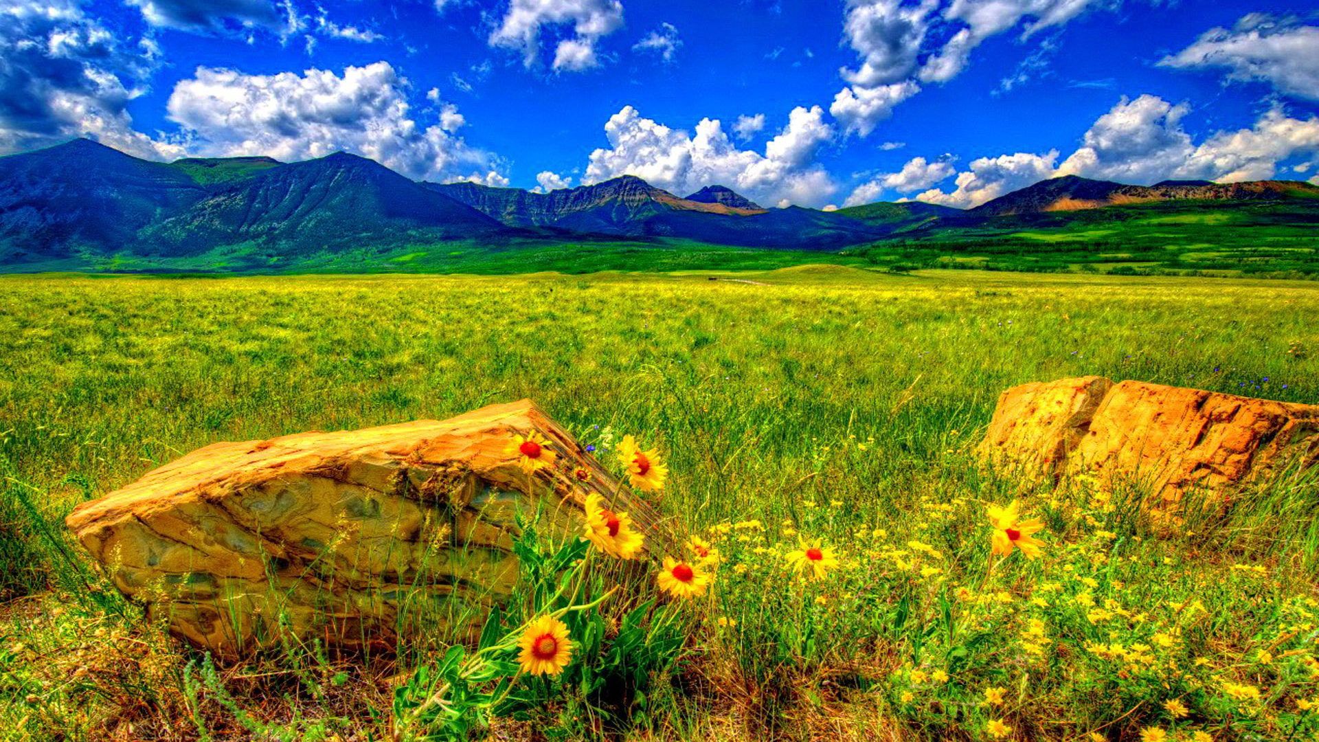 Summer Wild Flowers Stones Meadow Mountain Blue Sky With White