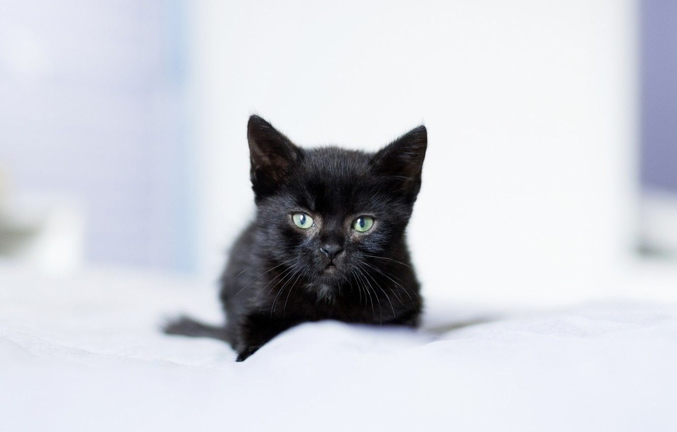 Black Kittens Wallpapers Wallpaper Cave