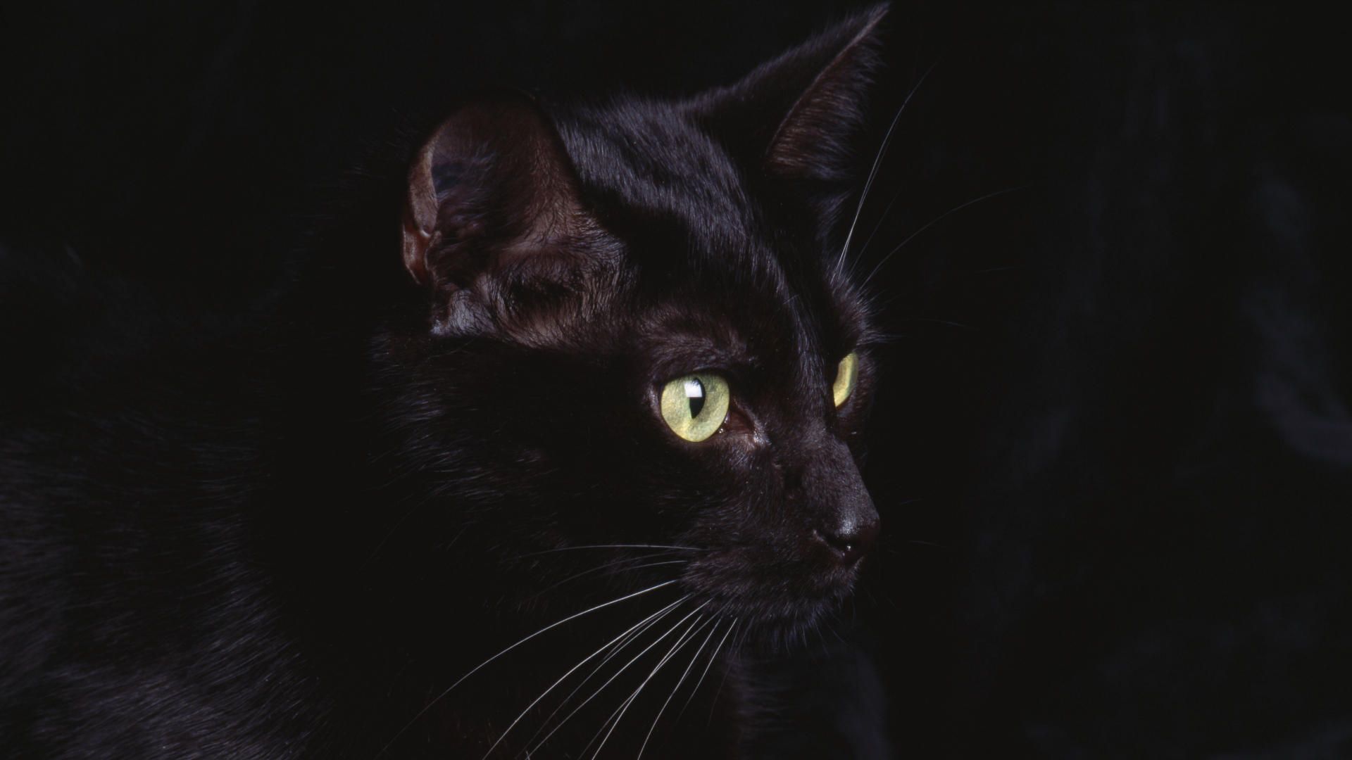 Заставка на рабочий стол черный кот