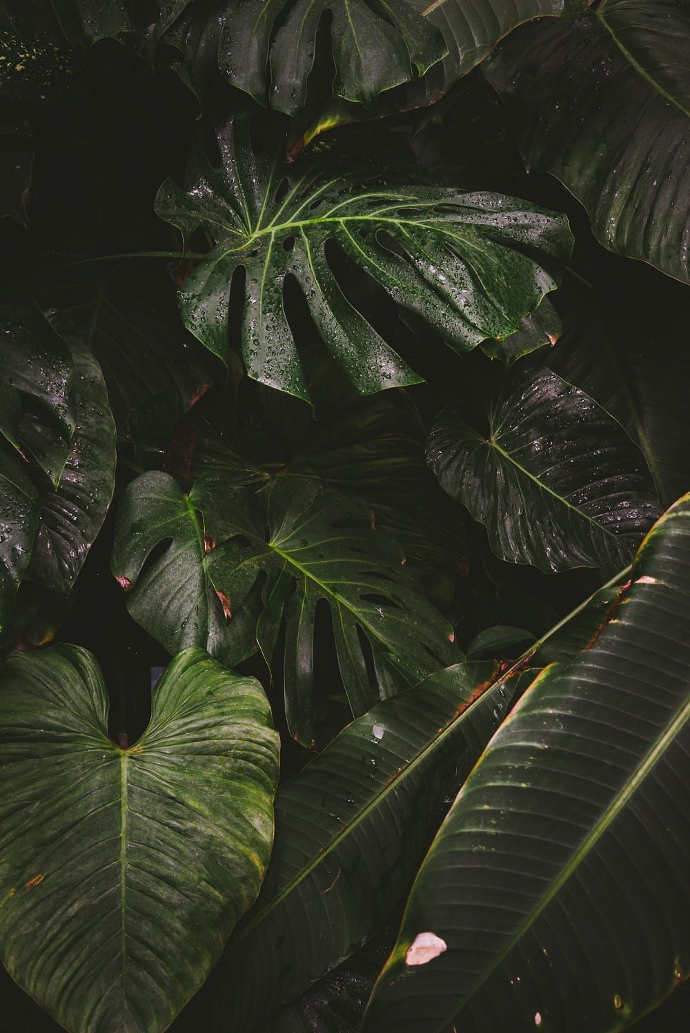 Monstera Gardens Johannes Hofmann. Plant wallpaper, Plant photography, Plant background