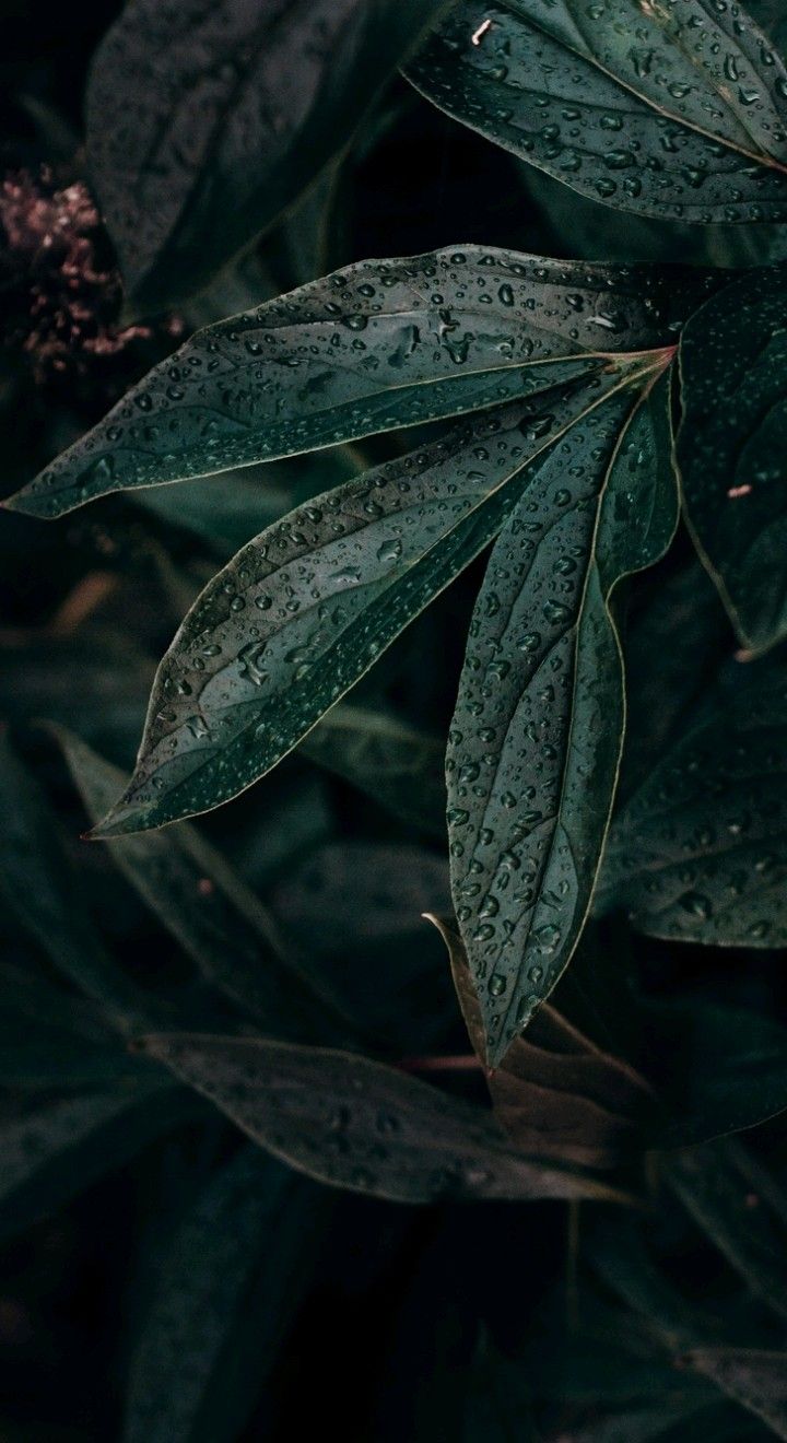 iPhone Wallpaper. Leaf, Plant, Flower, Botany, Water, Adaptation