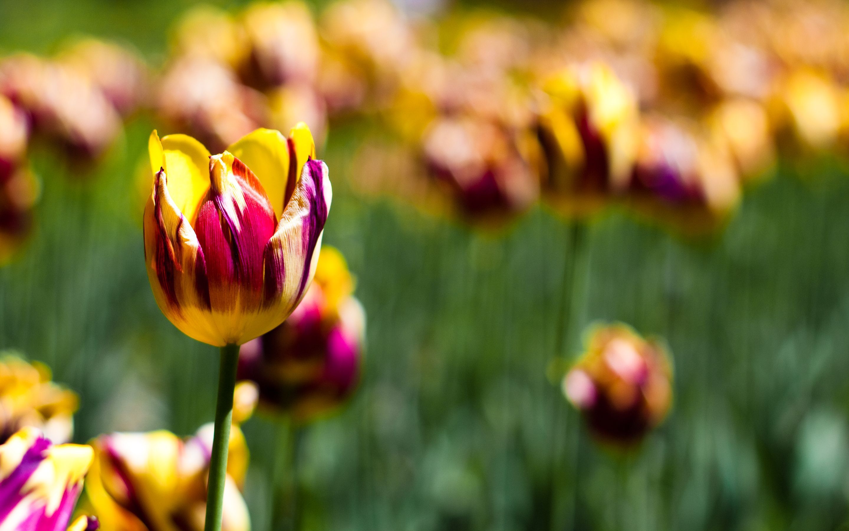 Botanical, Garden, Tulips, High Res Wallpaper Image For Download