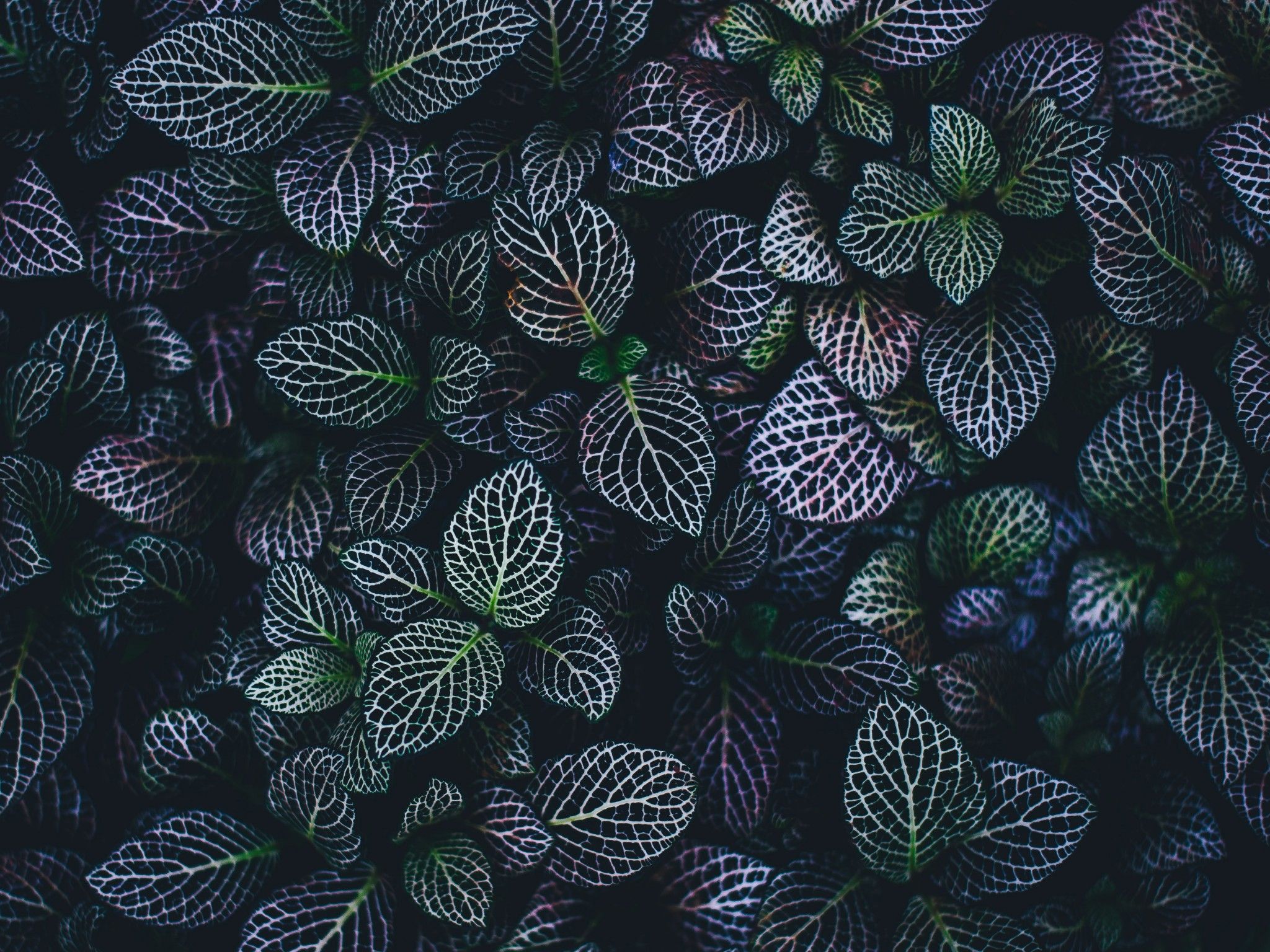 Leaves 4K Wallpaper, Plant, Botanical garden, Pattern, Nature