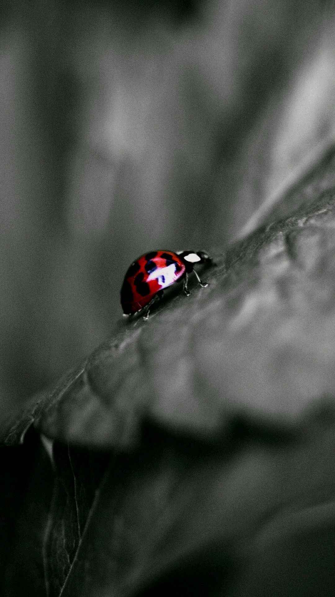 Ladybug. Phone background, Background, Phone wallpaper