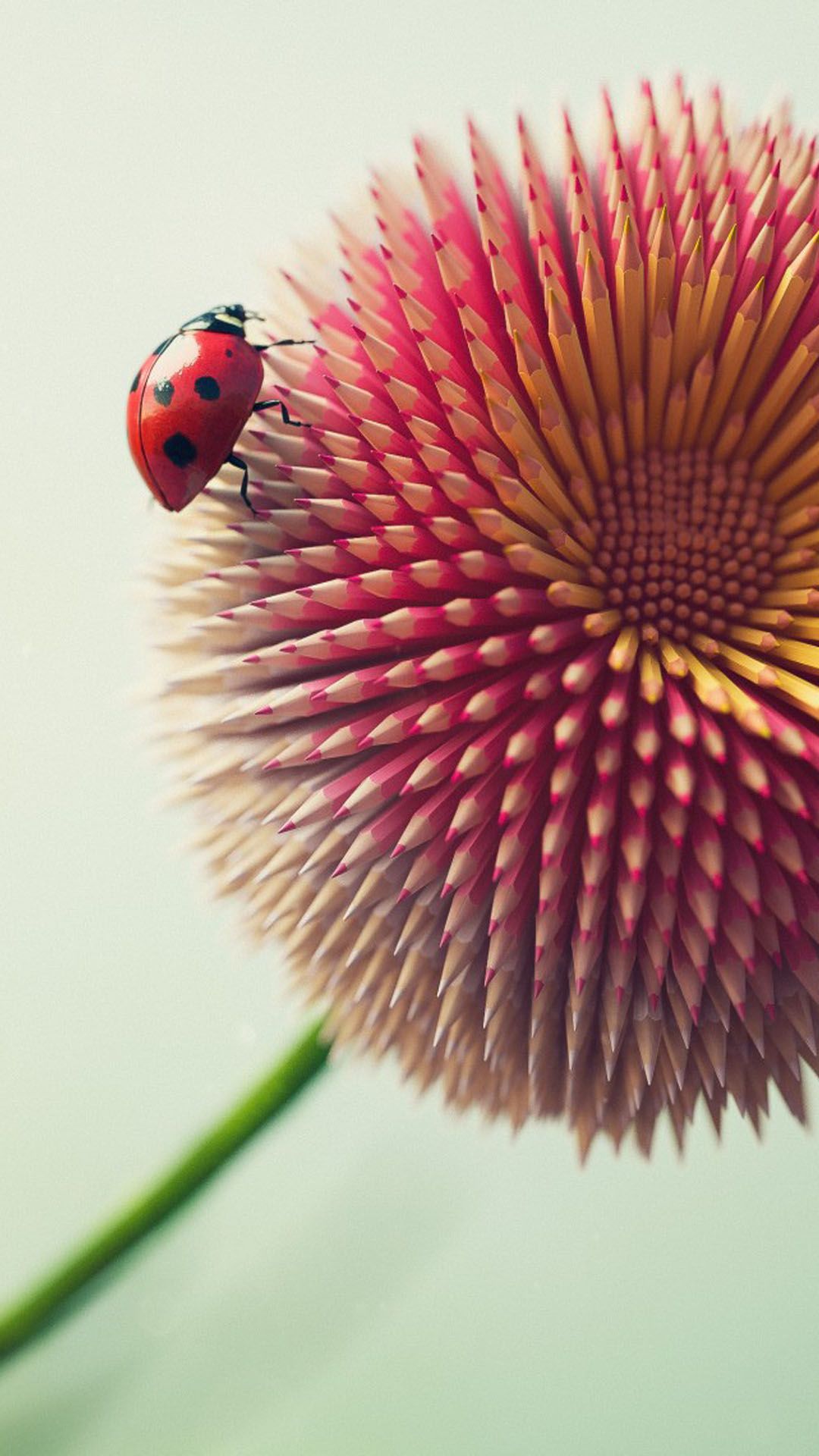 Ladybug On Pencil Flower 4K Ultra HD Mobile Wallpaper