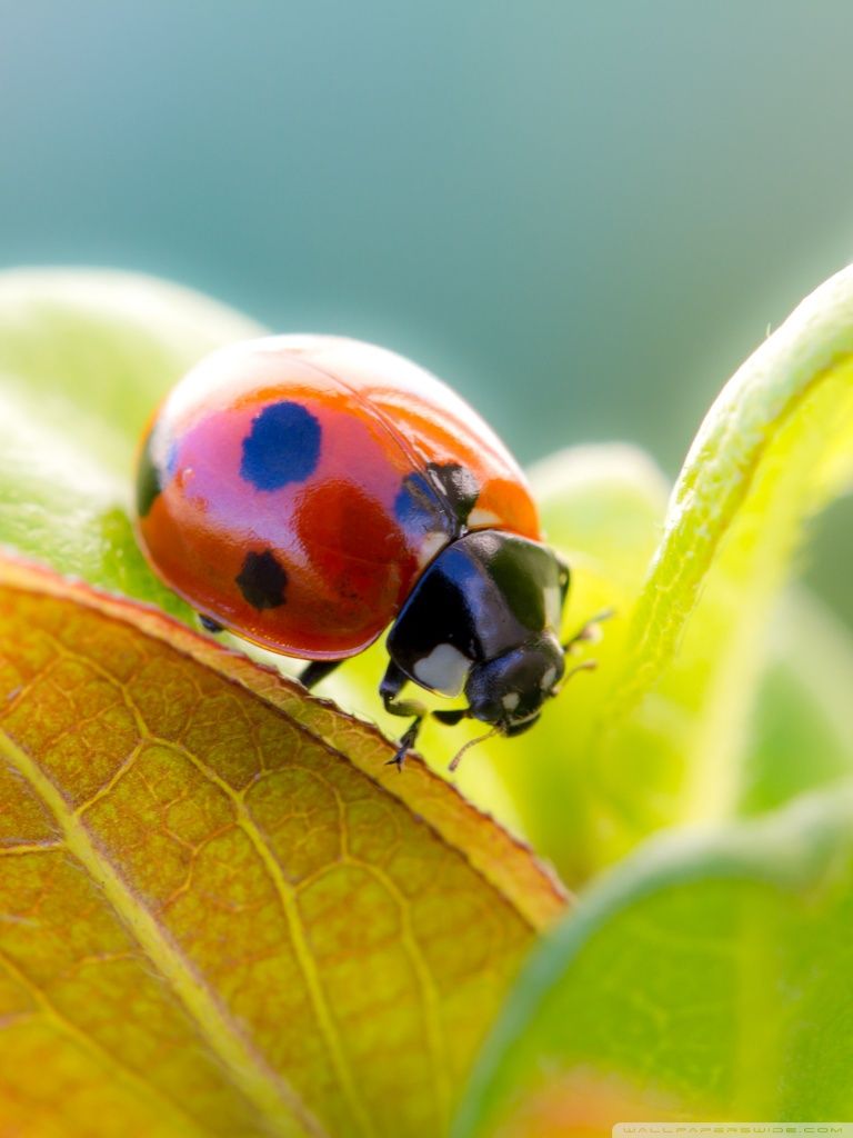 Ladybug On Leaf Top Ultra HD Desktop Background Wallpaper for 4K
