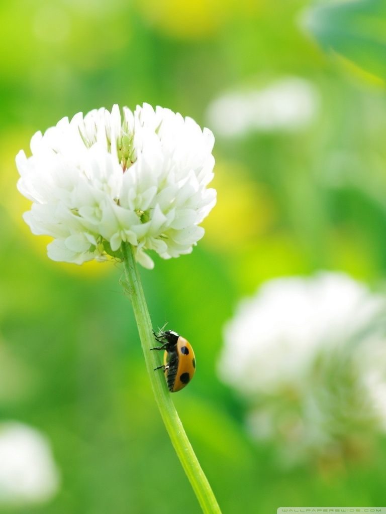 Ladybug On Clover Flower Ultra HD Desktop Background Wallpaper