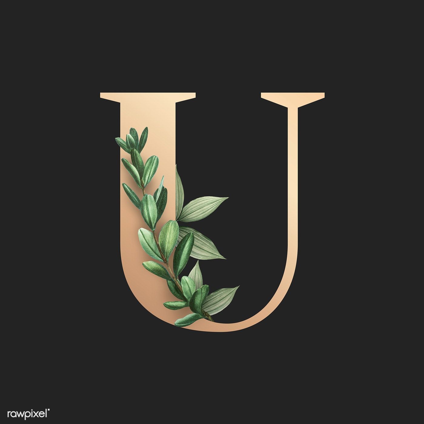 Download premium illustration of Botanical capital letter U