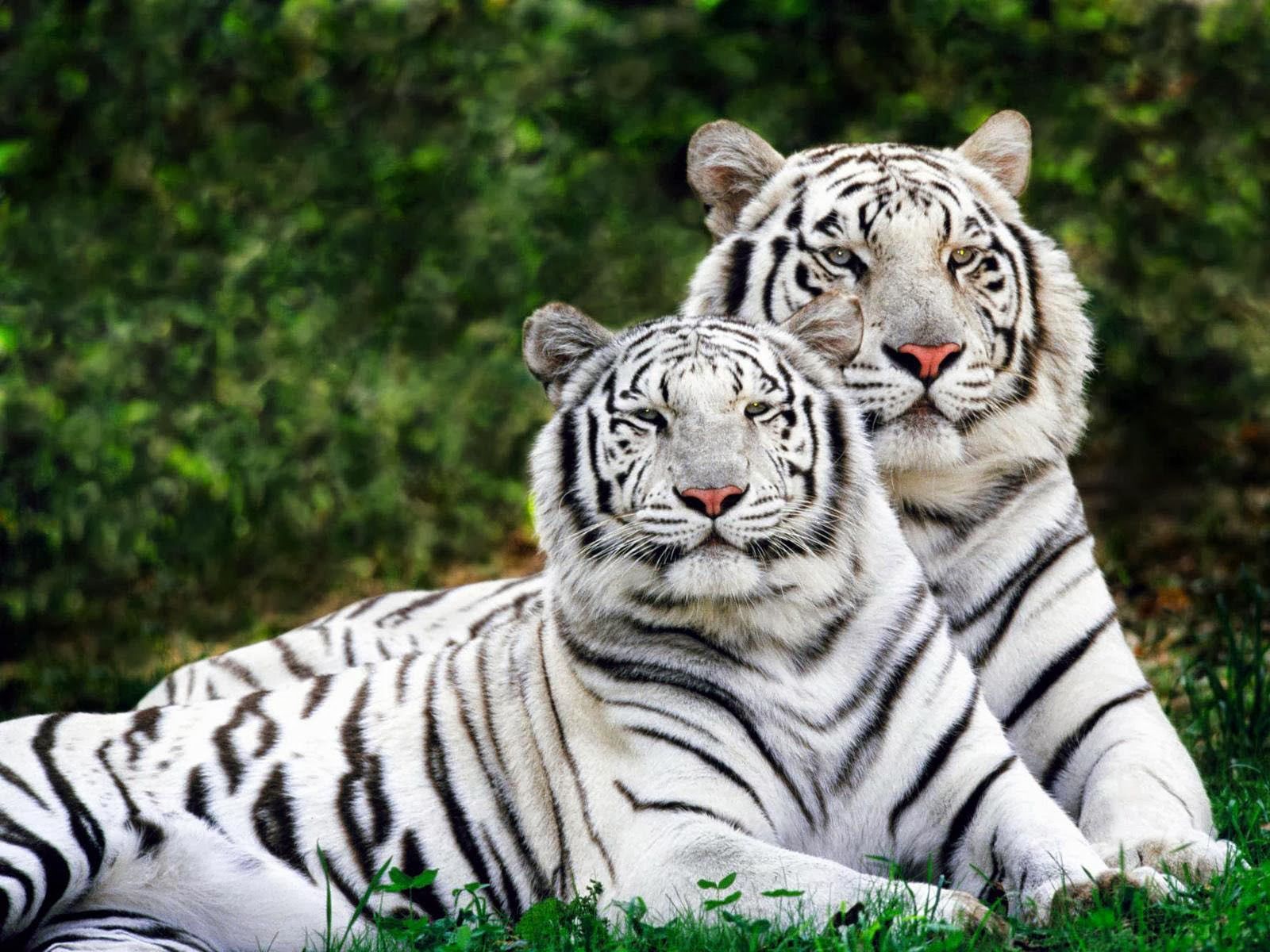 Royal Bengal Tiger White