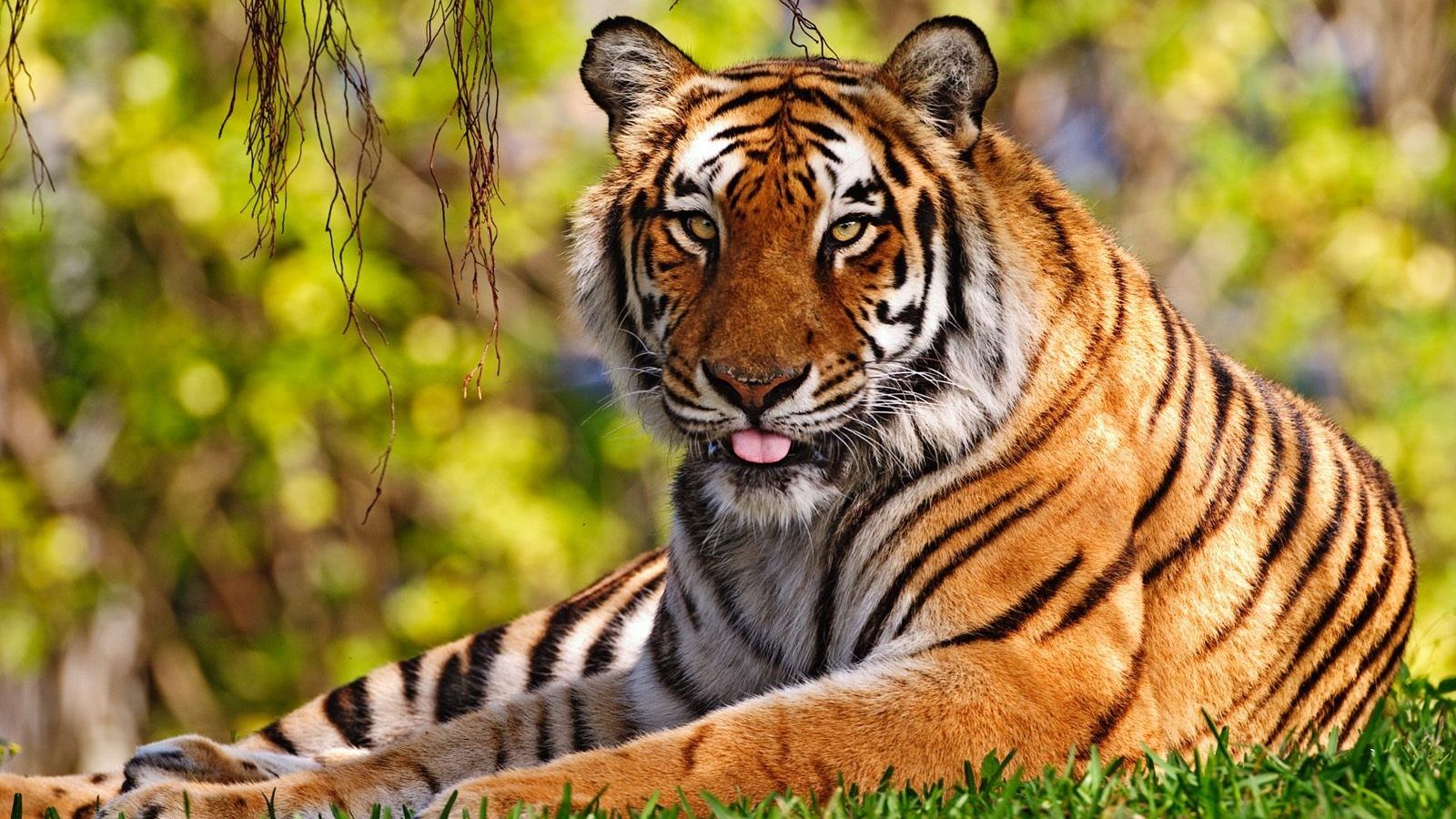 Free download View Full Size More royal bengal tiger wallpapers