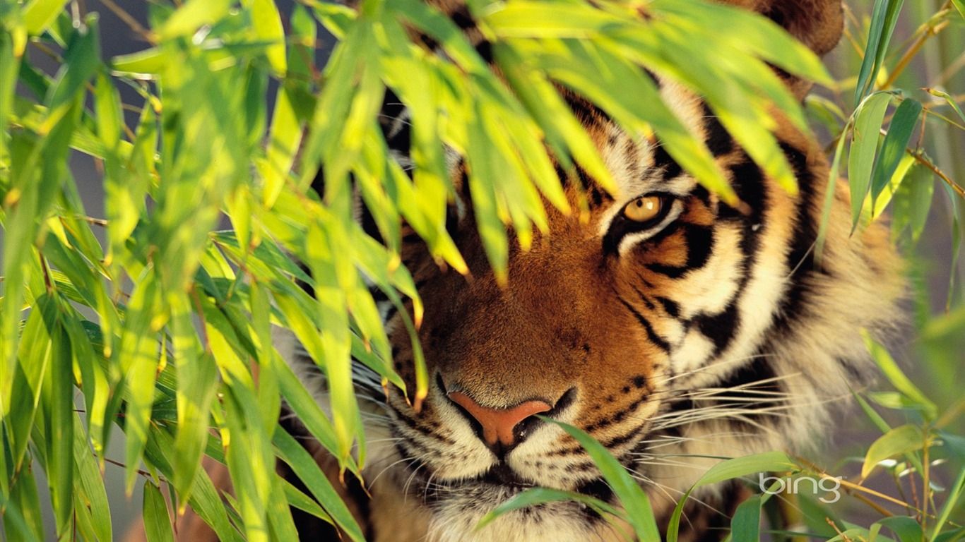 Bengal Tiger Wallpaper Desktop