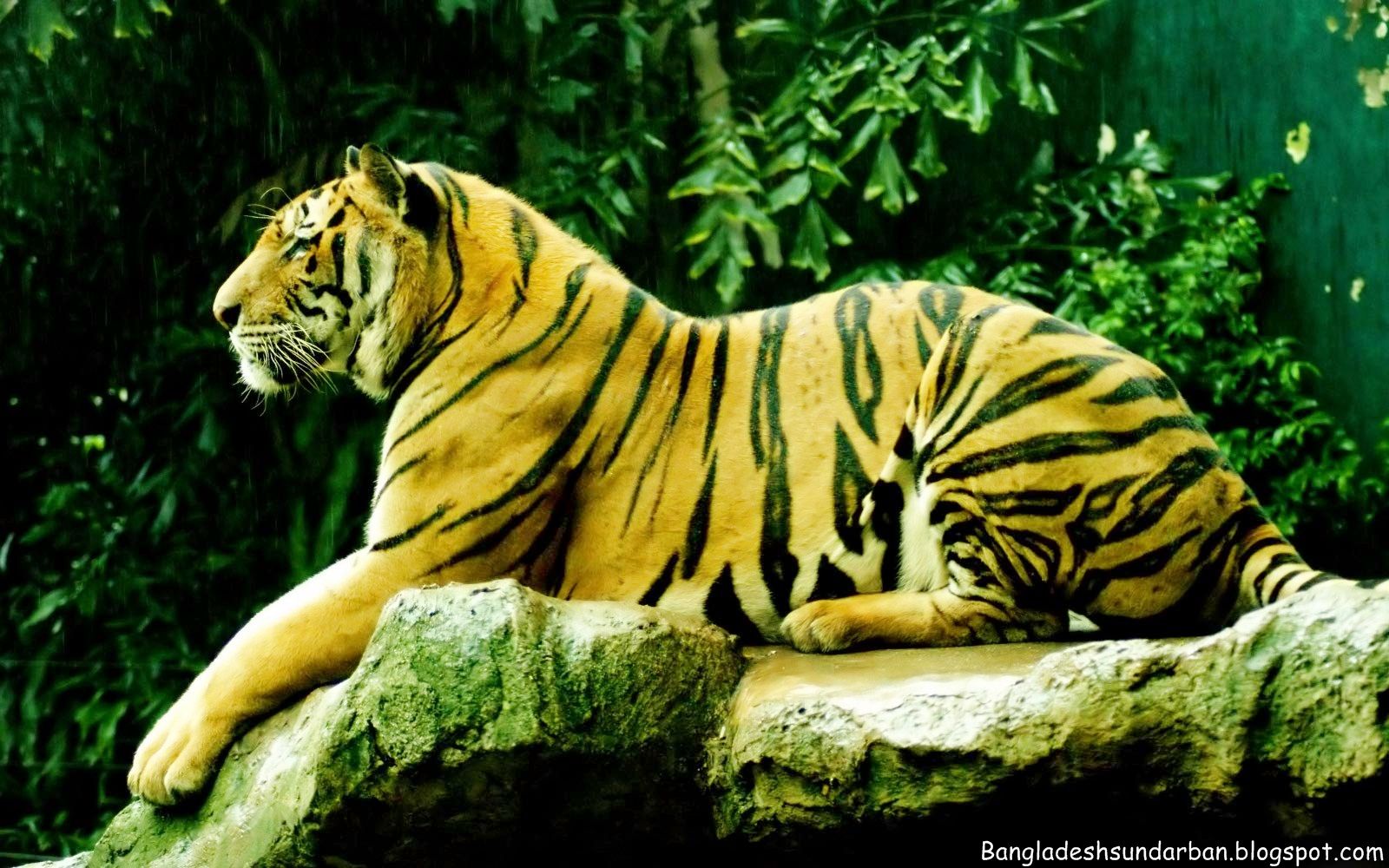 The Sundarban Of Bangladesh: Royal Bengal Tiger Wallpapers