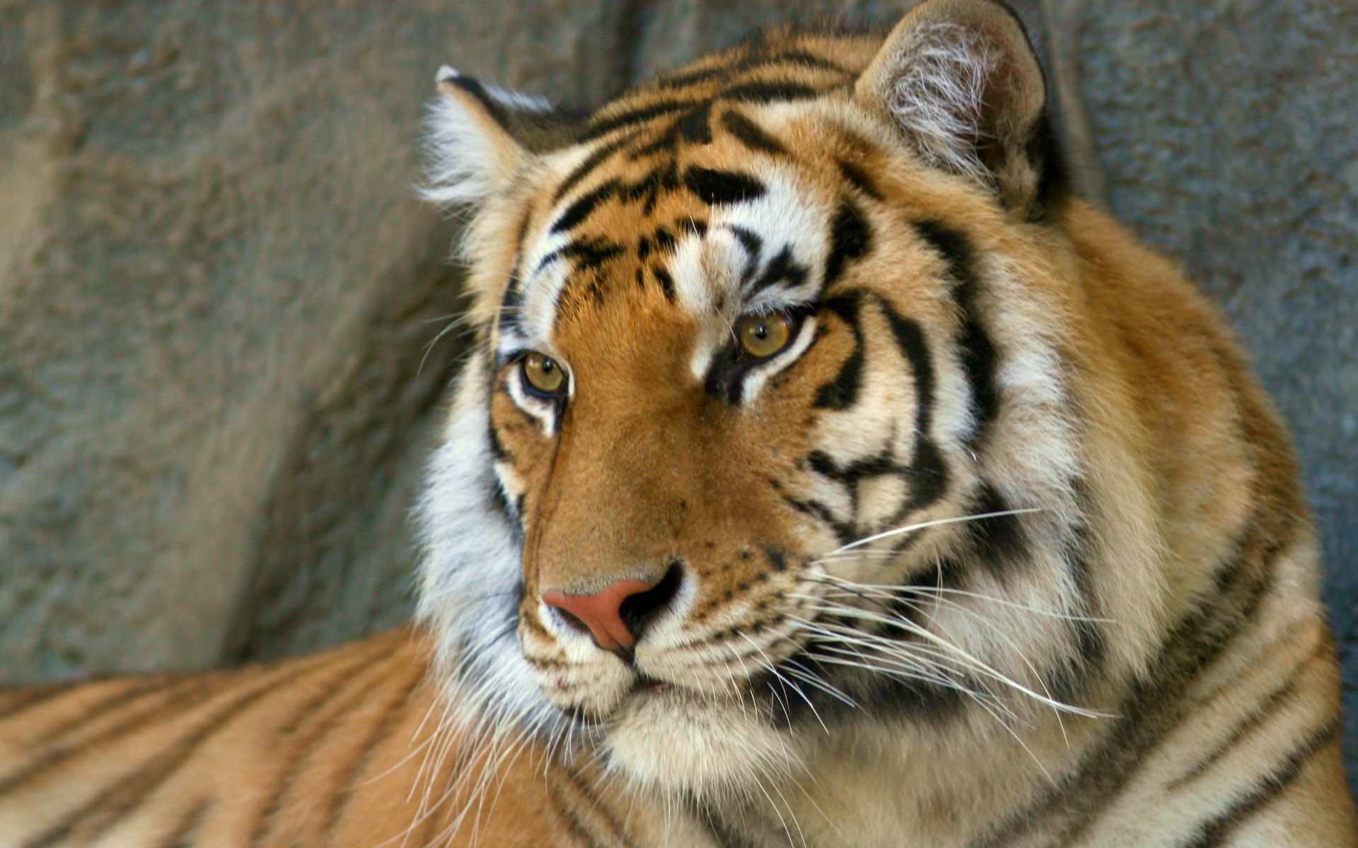 Lovely Royal Bengal Tiger Image Download