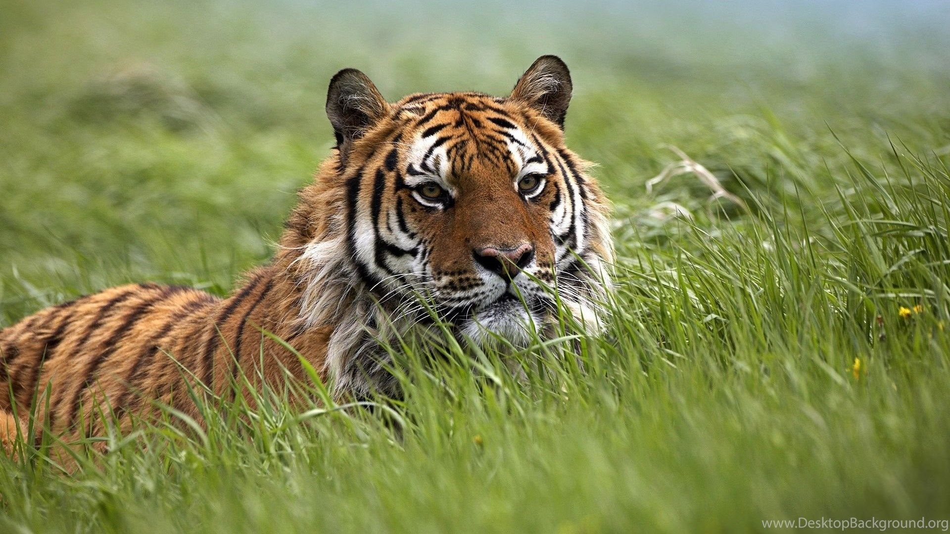 Image Of Bengal Tiger Wallpapers HD Fine Desktop Backgrounds
