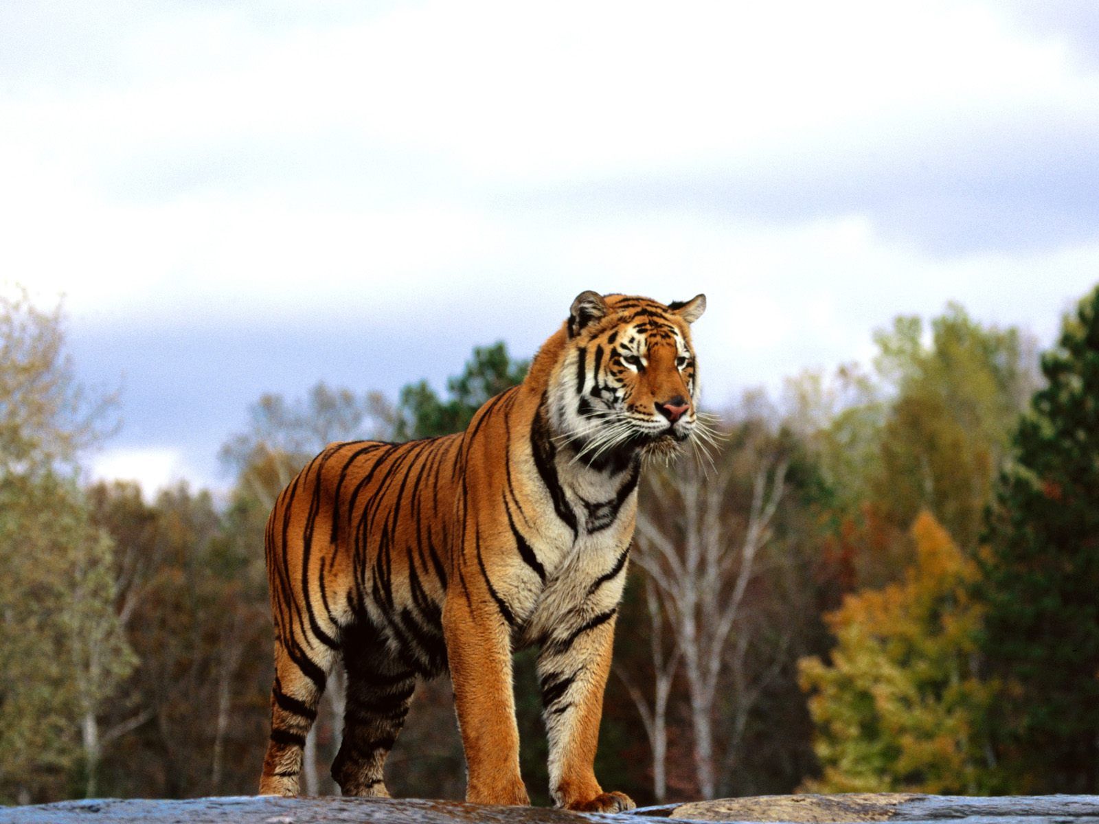 √ bengal tiger wallpapers hd, bengal tiger wallpapers hd with hd