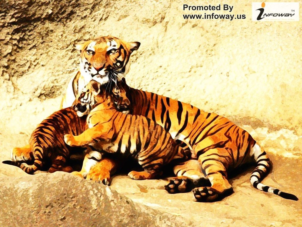 wallpapers Animals tiger Coolwallpapers Royal Bengal tiger and