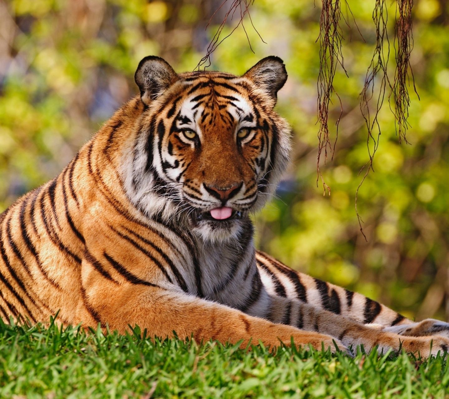 Royal Bengal Tiger in Dhaka Zoo Wallpapers for Sony Xperia C3