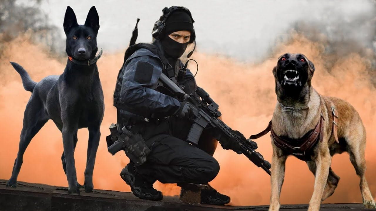 These Are 10 Ultimate Military And Police Dog Breeds