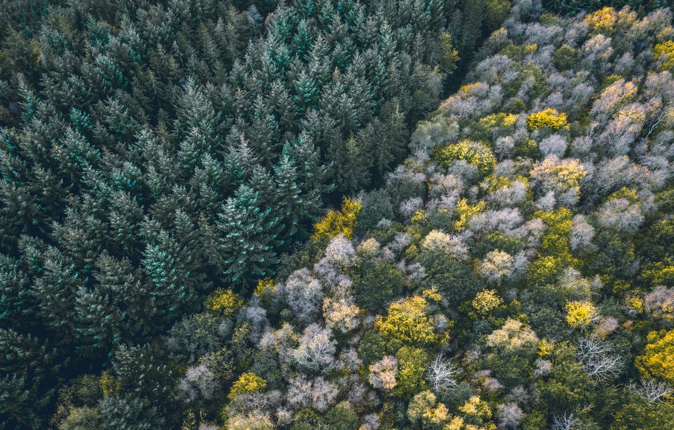 Wallpaper forest, trees, nature, edge, height, aerial view, 4k