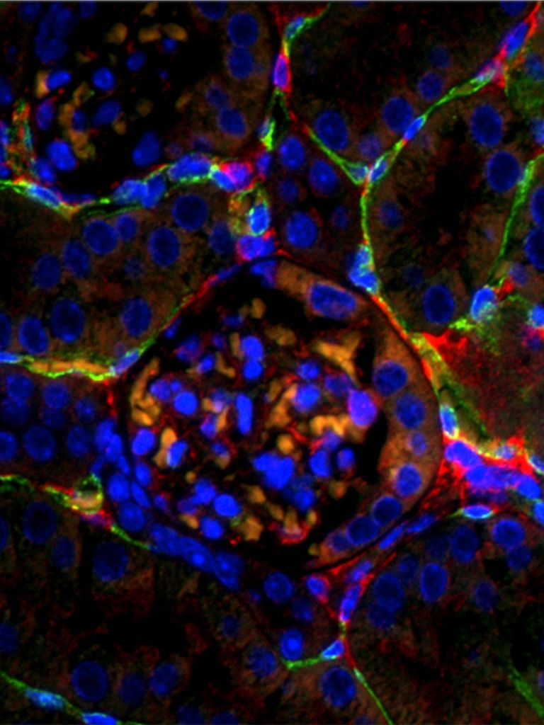 Free download Molecular Biology Wallpaper HD Wallpaper