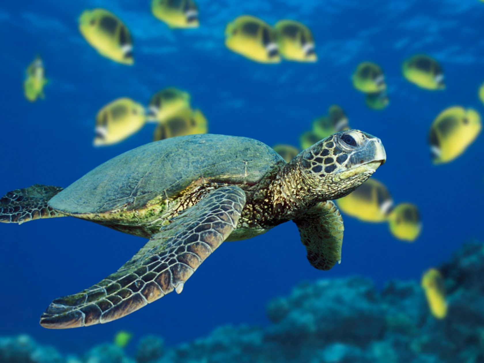 ocean, animals, fish, turtles, sea turtles, sealife wallpaper