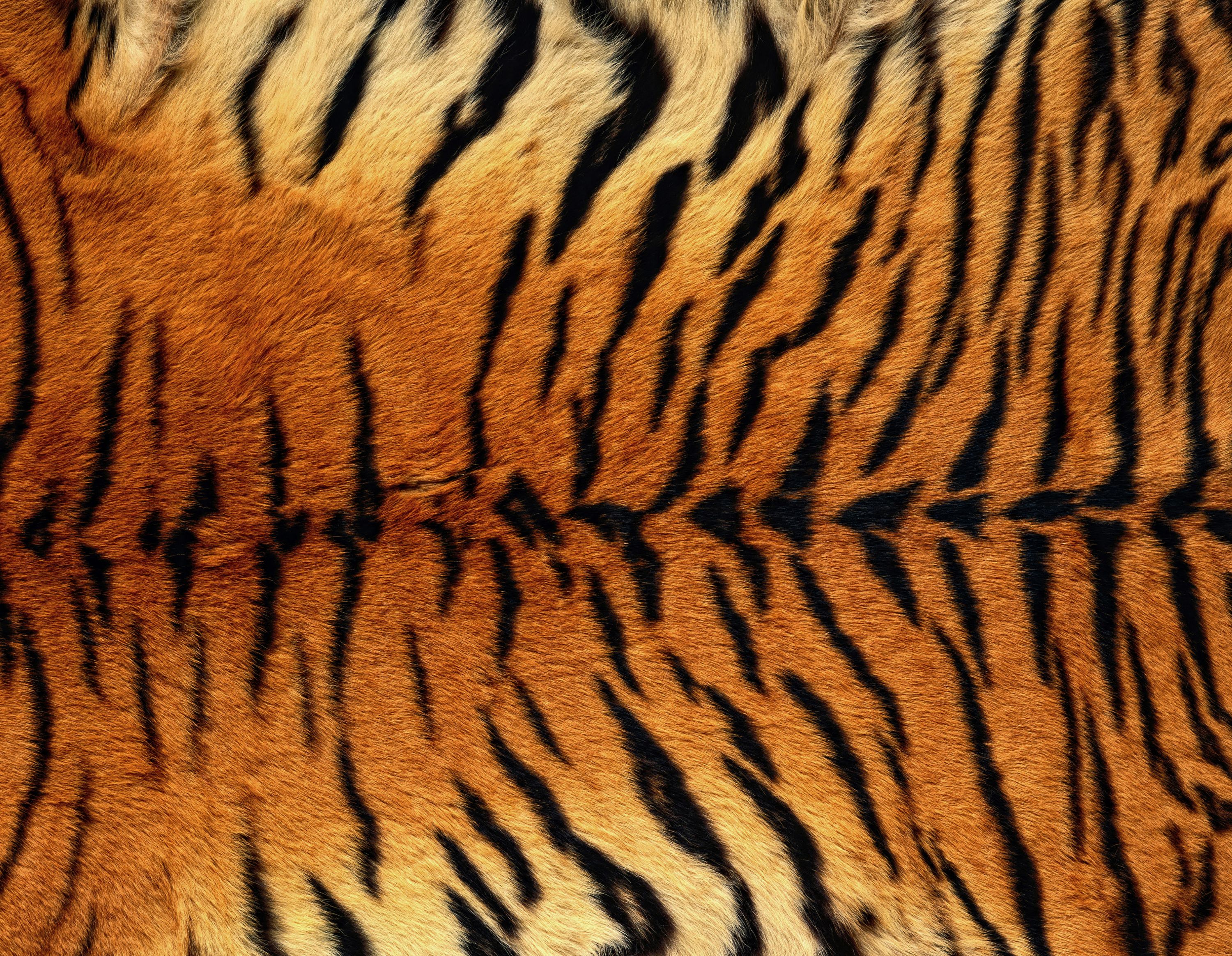 Tiger Skin Background Quality