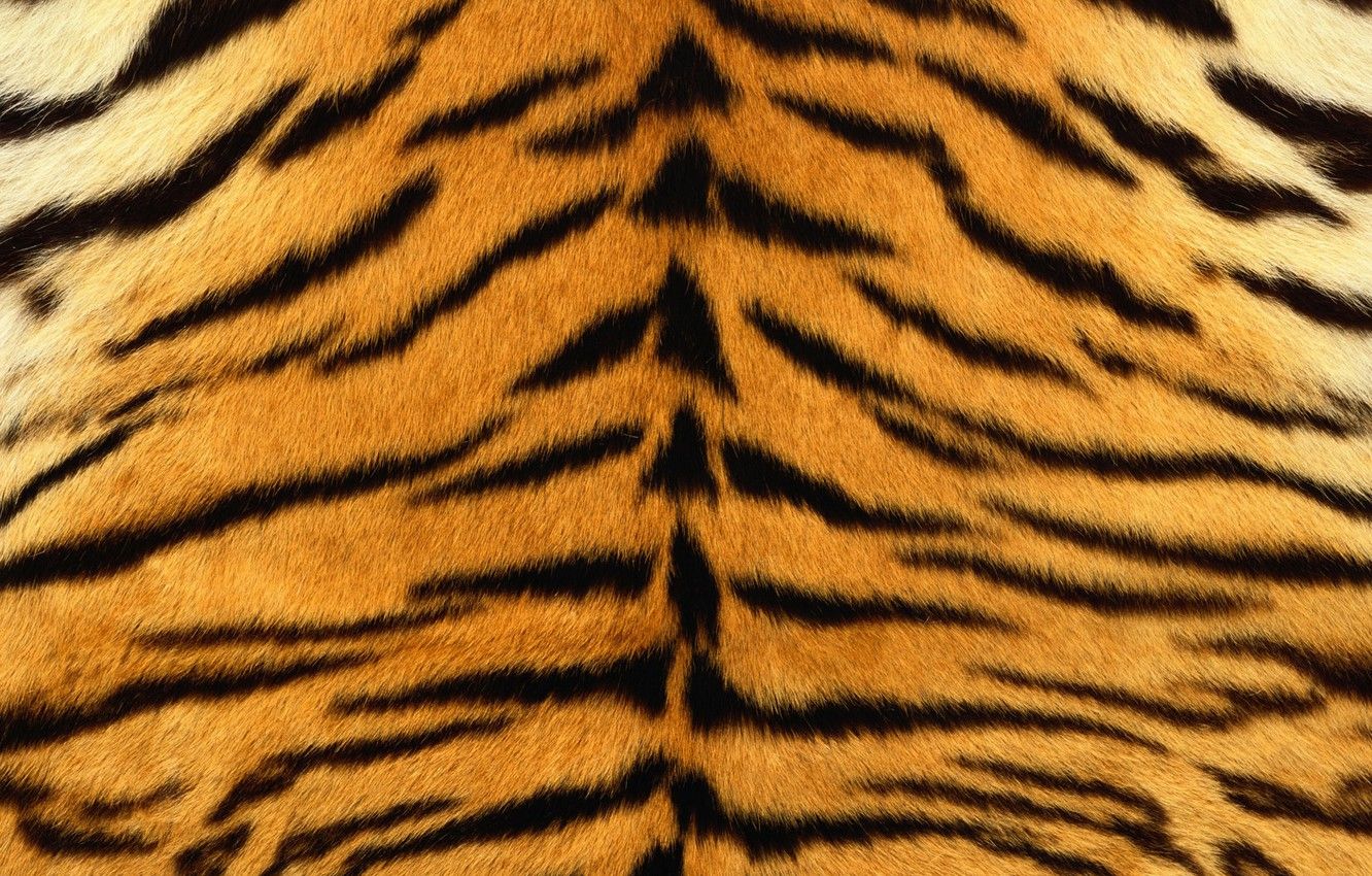 Wallpaper strips, tiger, skin, fur, striped image for desktop